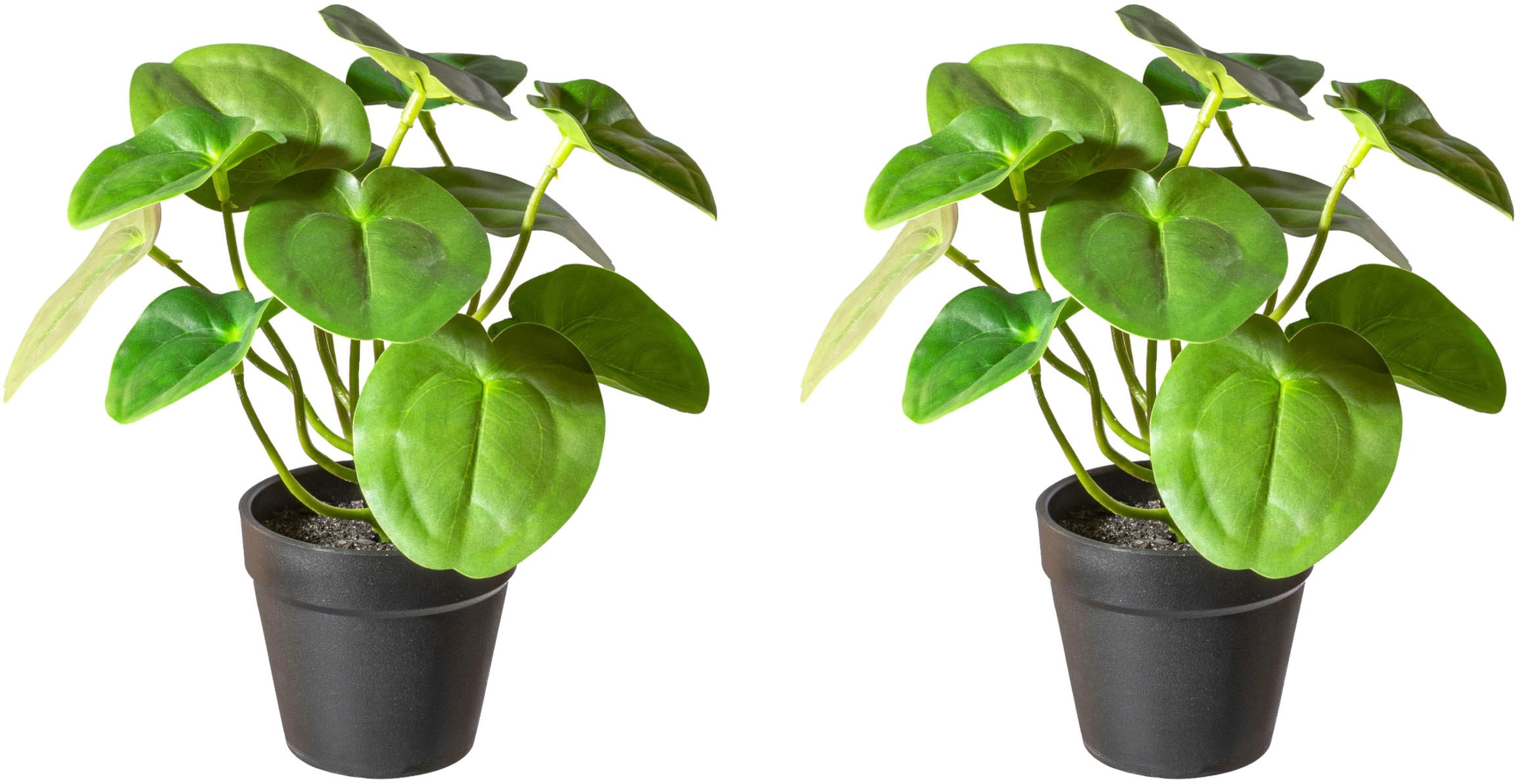 Creativ green Künstliche Zimmerpflanze »Pileabusch,«