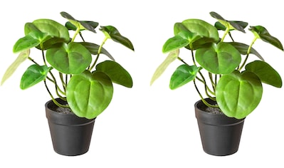 Creativ green Künstliche Zimmerpflanze »Dracaena draco«, (2 St.), im Topf kaufen