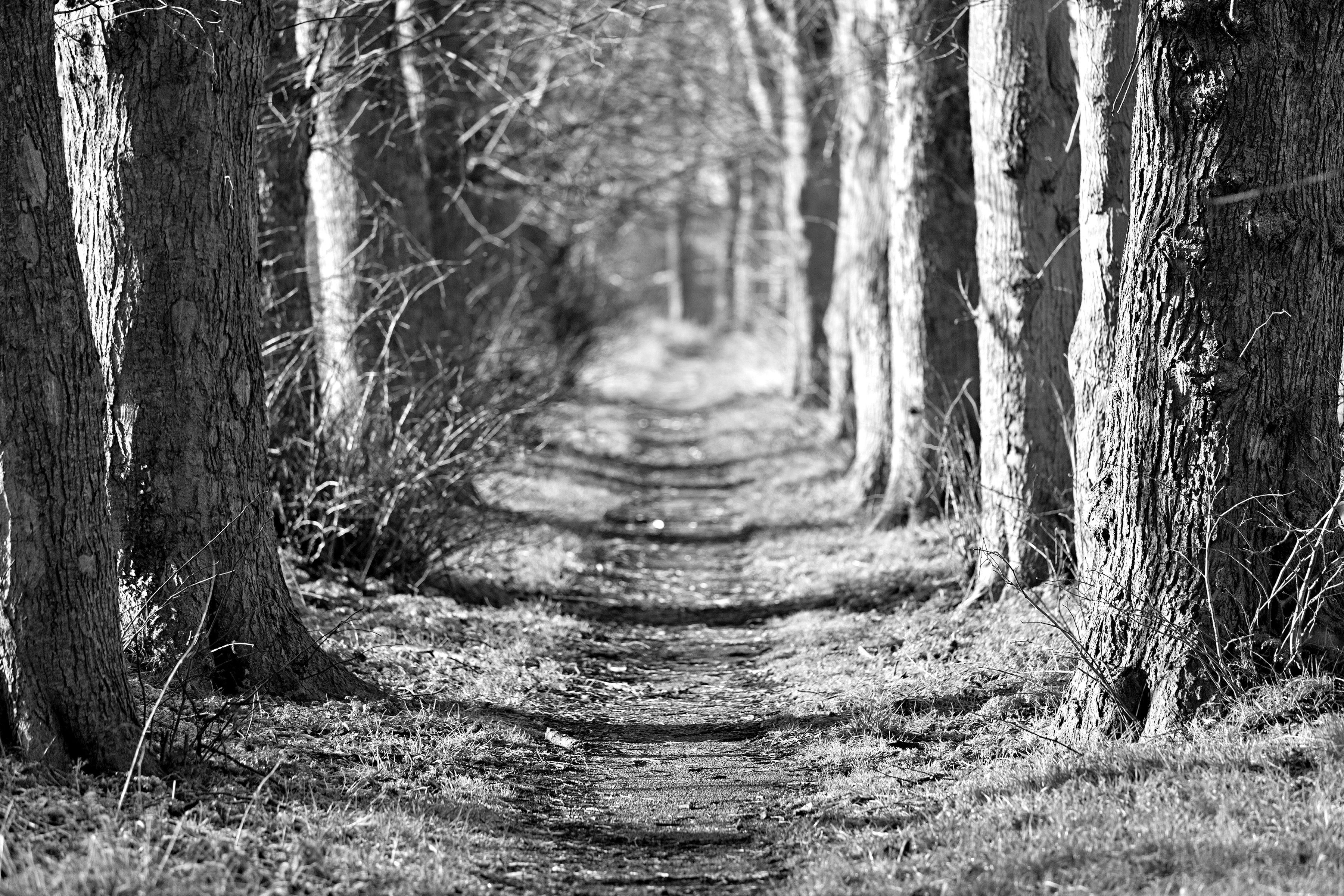 Papermoon Fototapete "Waldweg Schwarz & Weiß"