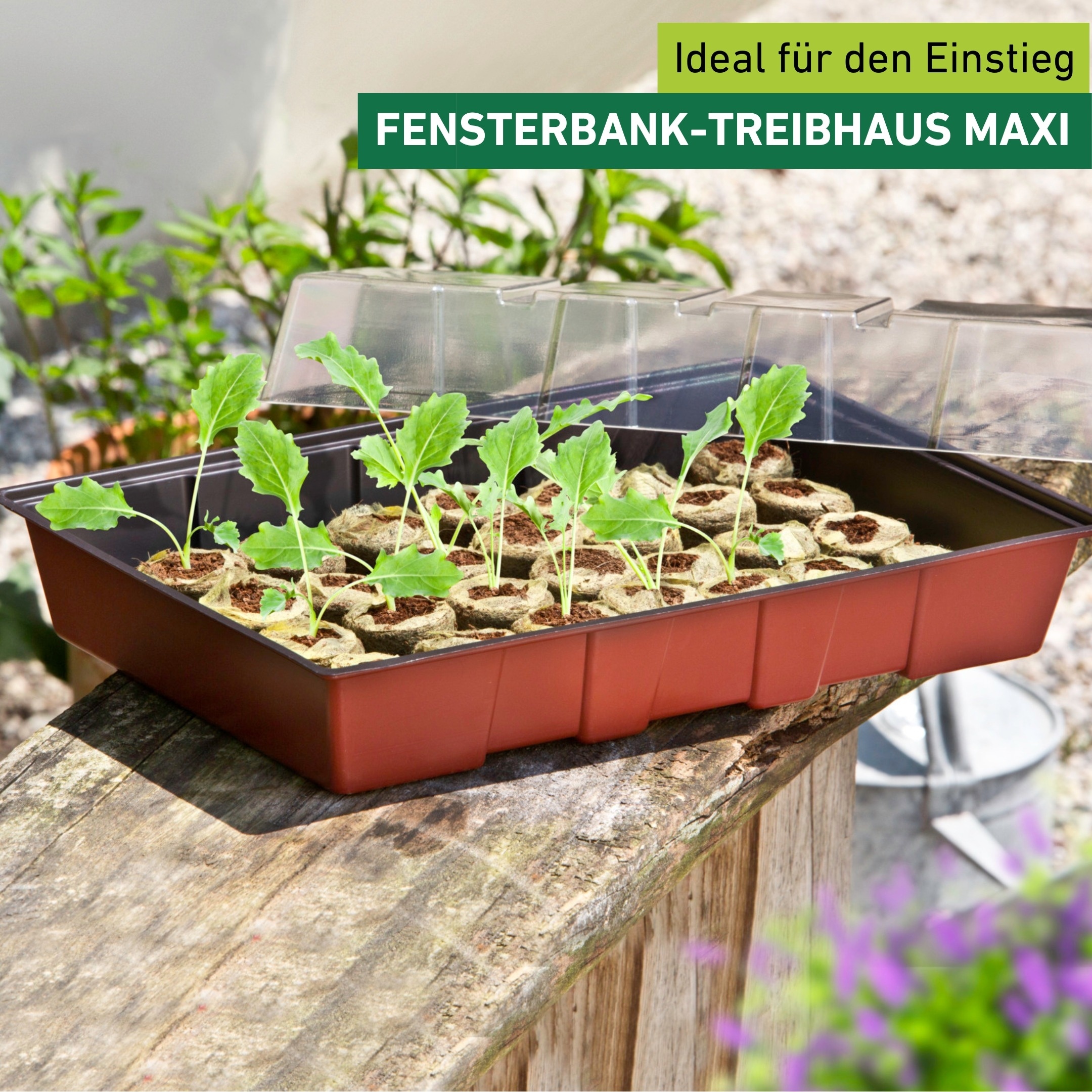 Windhager Gewächshaus »Fensterbank-Treibhaus inkl. 24 Quelltabs« Zimmer Pflanzen Anzucht, 23,5 x 35 x 11 cm, terracotta