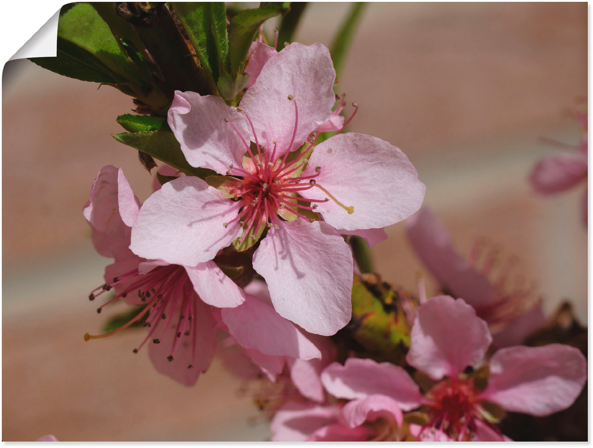 in oder Pfirsichblüten«, Wandaufkleber Wandbild | Poster Artland Größen Leinwandbild, St.), bestellen »Rosafarbene als BAUR Blumen, (1 versch.