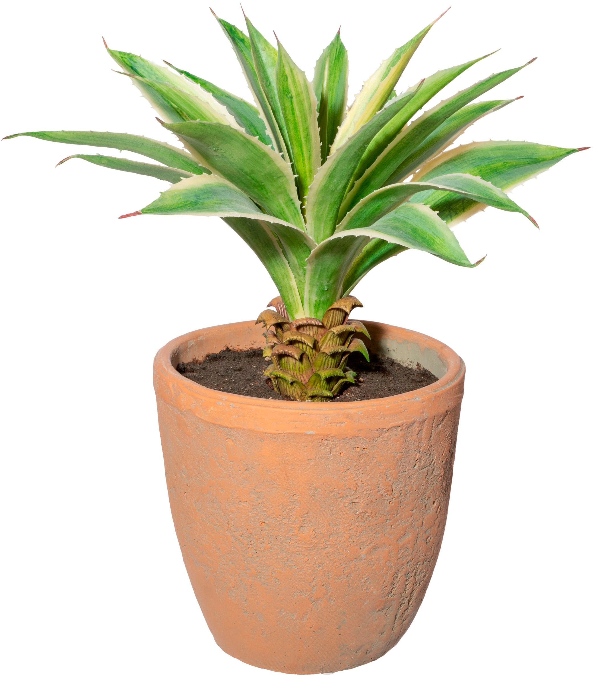 Creativ green Künstliche Zimmerpflanze "Agave im Terracottatopf" günstig online kaufen