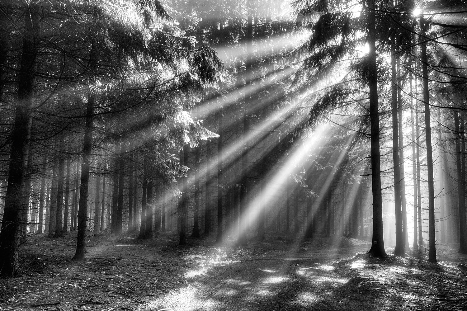 Papermoon Fototapete "Wood Glade" glatt