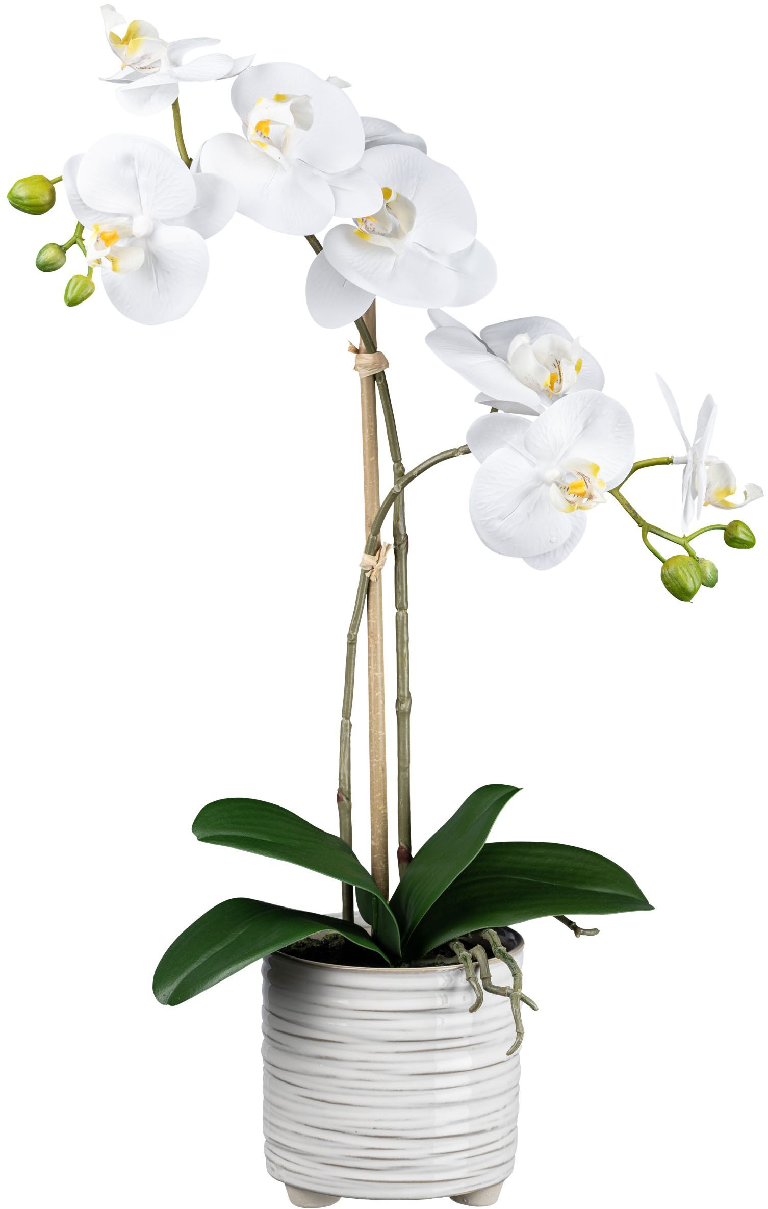 Creativ green Kunstorchidee »Orchidee Phalaenopsis« ...
