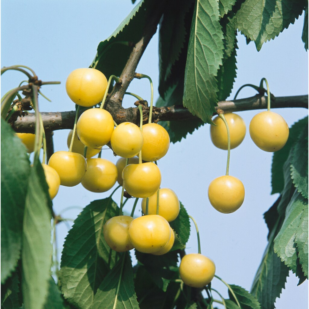BCM Obstpflanze »Kirsche 'Dönissens Gelbe Knorpelkirsche'«, (1 St.), Höhe: 80-100 cm, 1 Pflanze