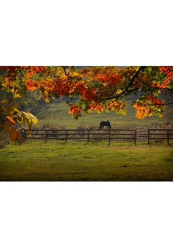 Papermoon Fototapetas »Pferd ant der Weide«