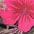 schwarz-pink-bedruckt