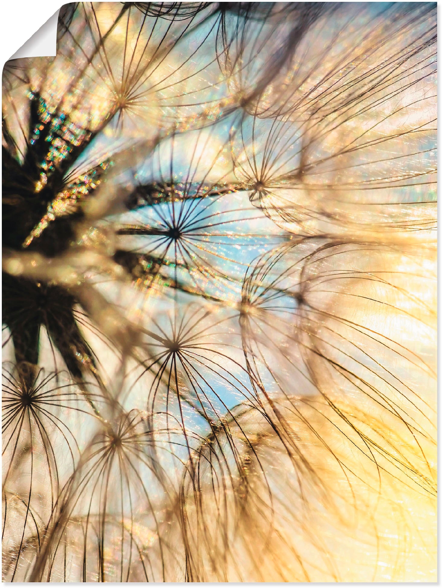 Artland Wandbild "Pusteblume Poesie", Blumen, (1 St.), als Leinwandbild, Po günstig online kaufen