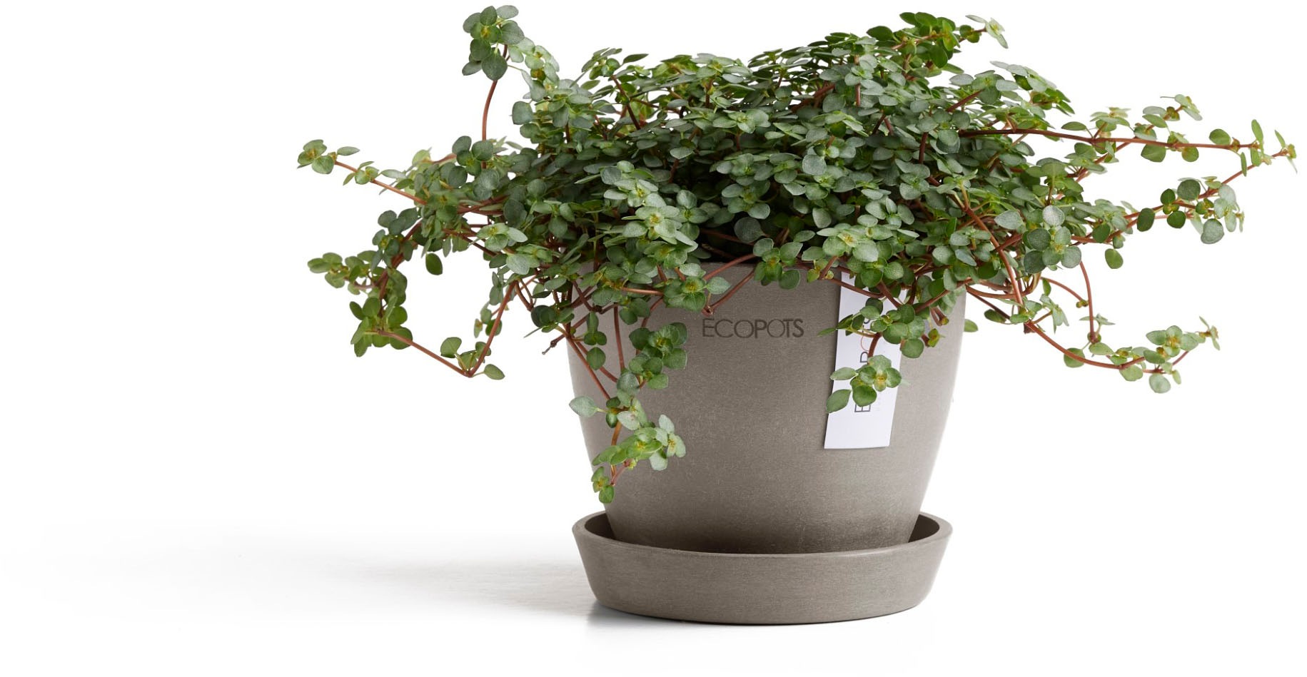 ECOPOTS Blumentopf »Antwerp Mini 11 Taupe« für den Innenbereich
