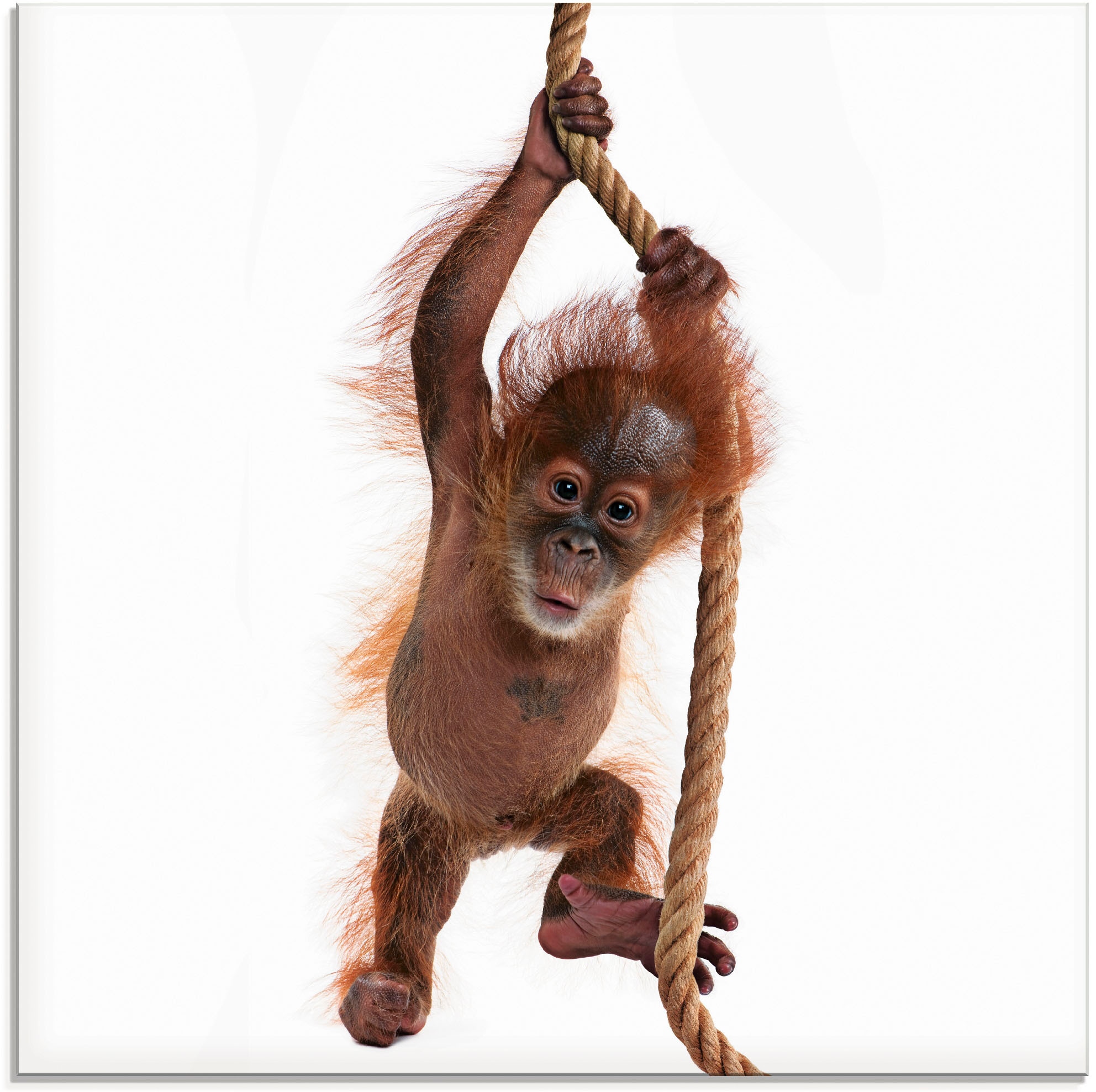 Glasbild »Baby Orang Utan hängt am Seil I«, Wildtiere, (1 St.), in verschiedenen Größen