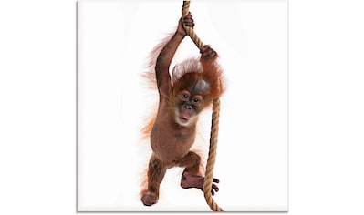 Glasbild »Baby Sumatra Orang Utan hängt am Seil«, Wildtiere, (1 St.)