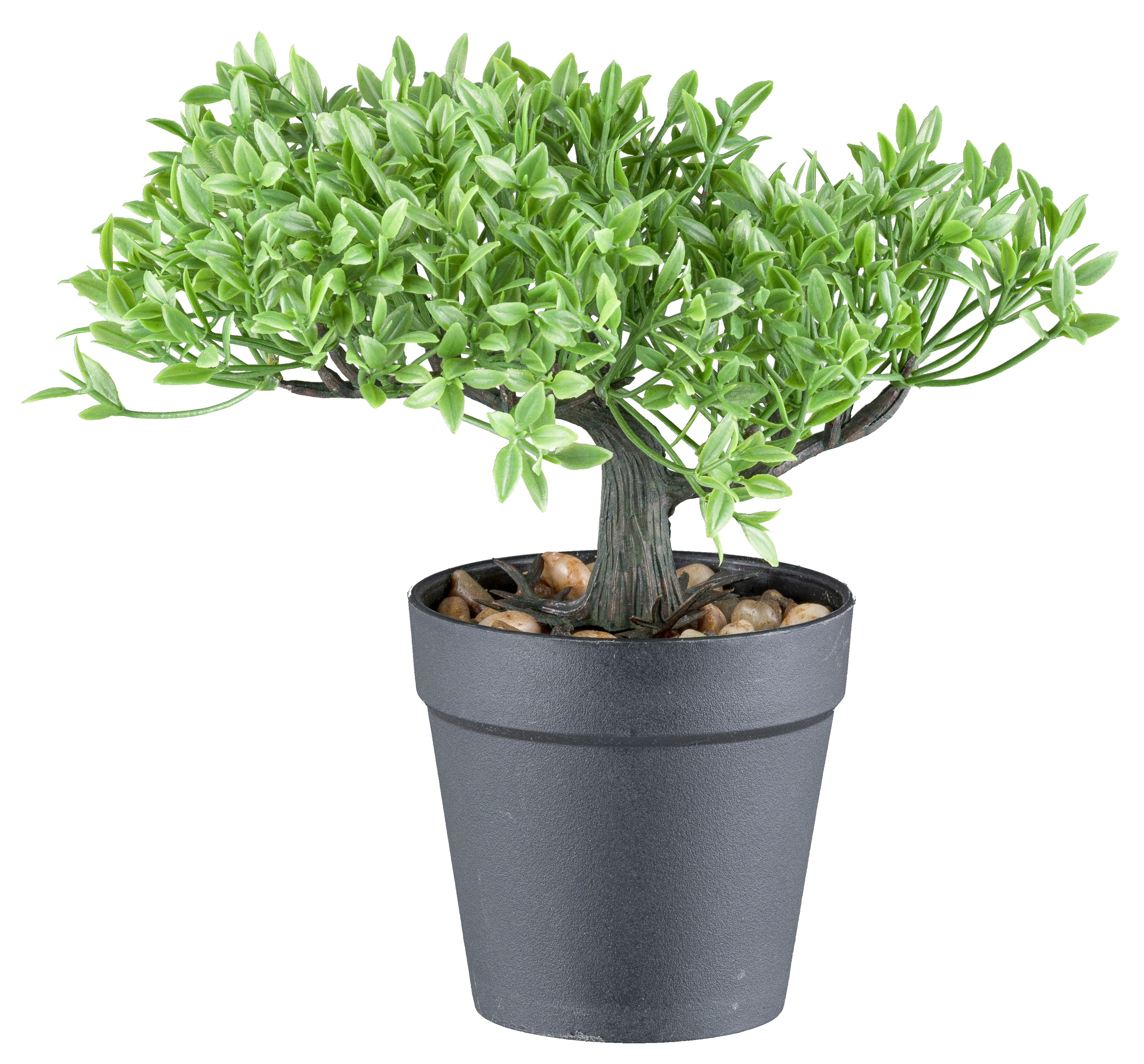 Creativ green Kunstbonsai "Bonsai Buchsbaum und Teeblatt", mit 2 Ausführung günstig online kaufen