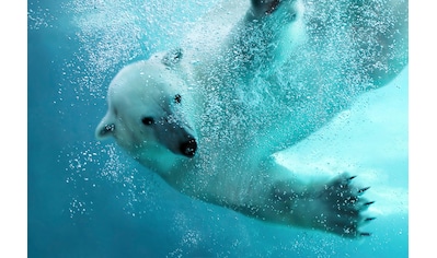 Fototapete »Eisbär unterwasser«