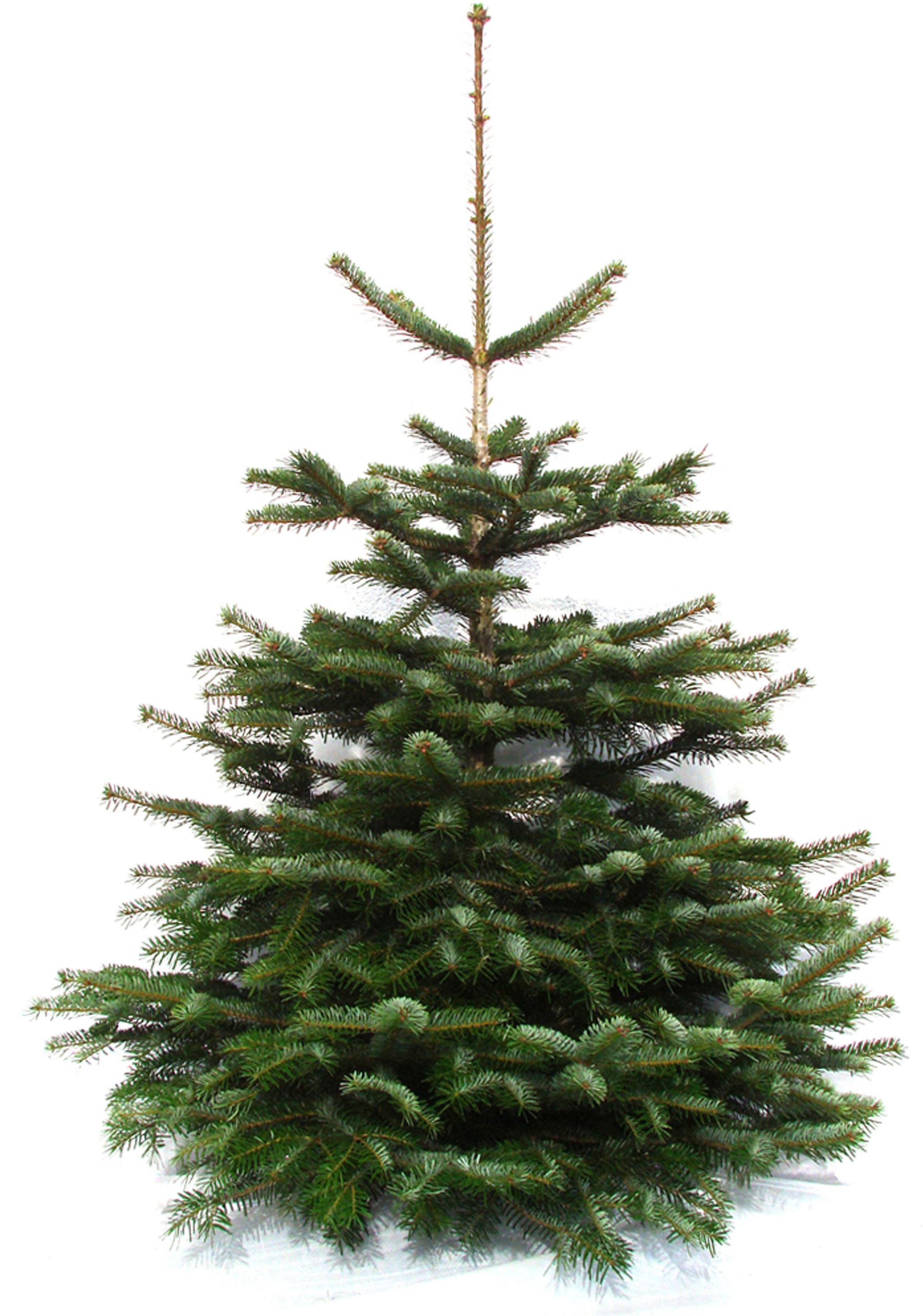 Weihnachtsbaumland Echter Weihnachtsbaum »Echte Premium-Nordmanntanne, Weihnachtsdeko aussen«, Nordmanntanne