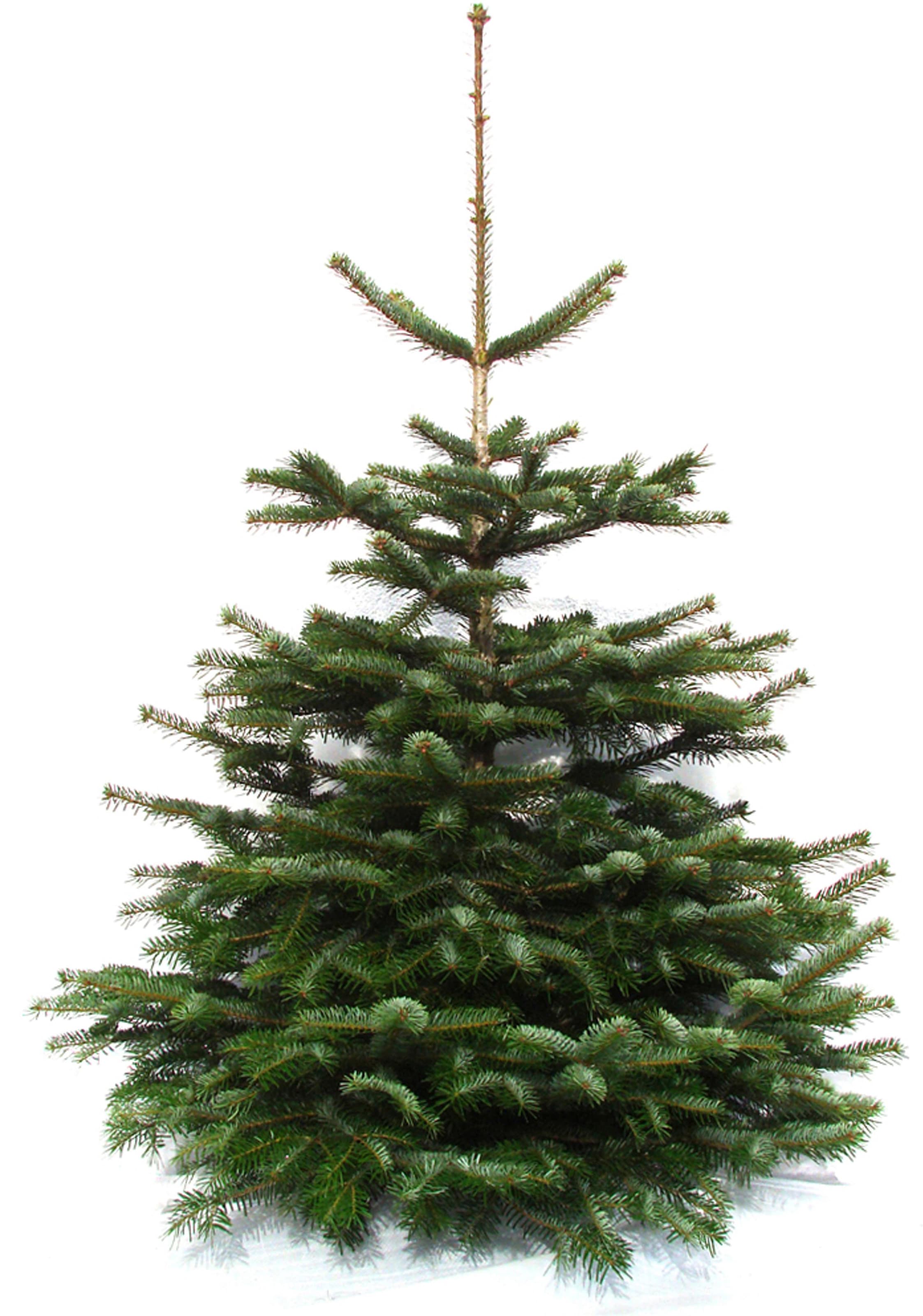 Weihnachtsbaumland Echter Weihnachtsbaum "Nordmanntanne, Premium, Baumschul günstig online kaufen