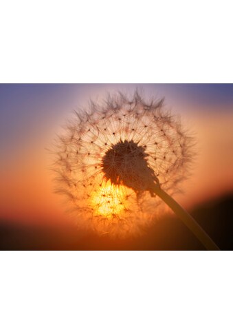 Papermoon Fototapetas »Golden Sunset Dandelion«