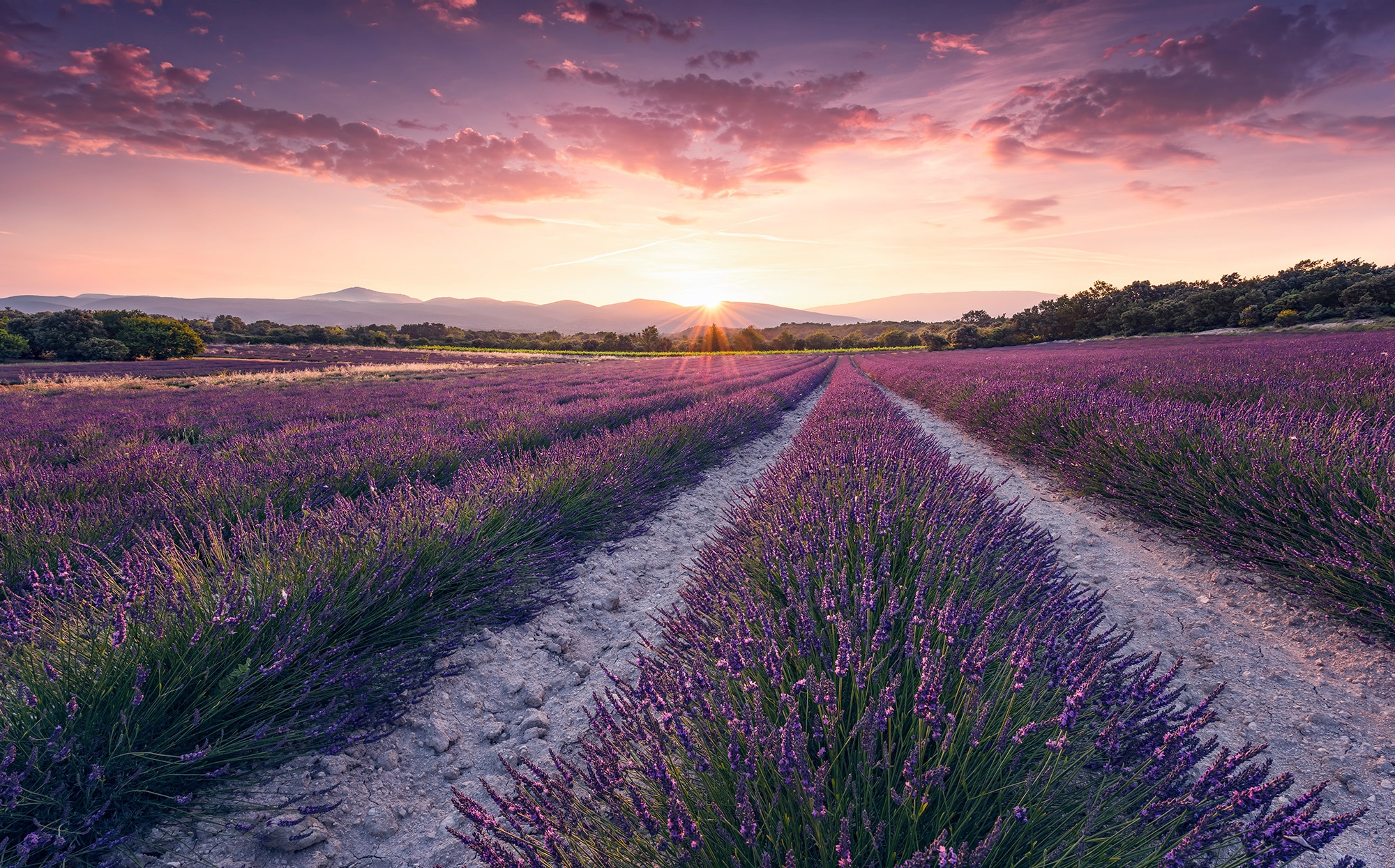 Komar Vliestapete "Lavender Dream", 450x280 cm (Breite x Höhe), Wohnzimmer, Schlafzimmer