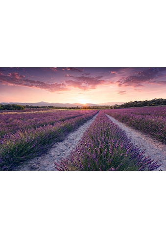 Komar Vliestapete »Lavender Dream« 450x280 c...