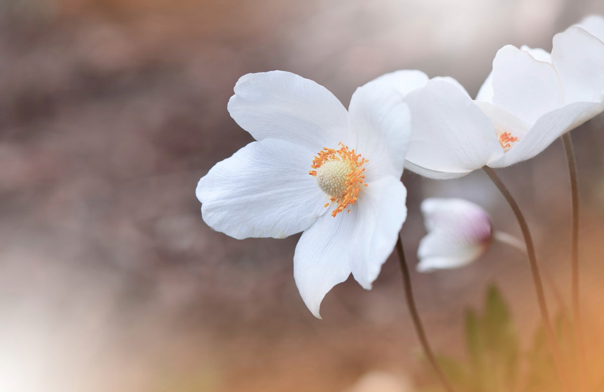 Papermoon Fototapete "BLUMEN-ANEMONE MAKRO ABSTRAKT KUNST WIESE NATUR PFLANZE"