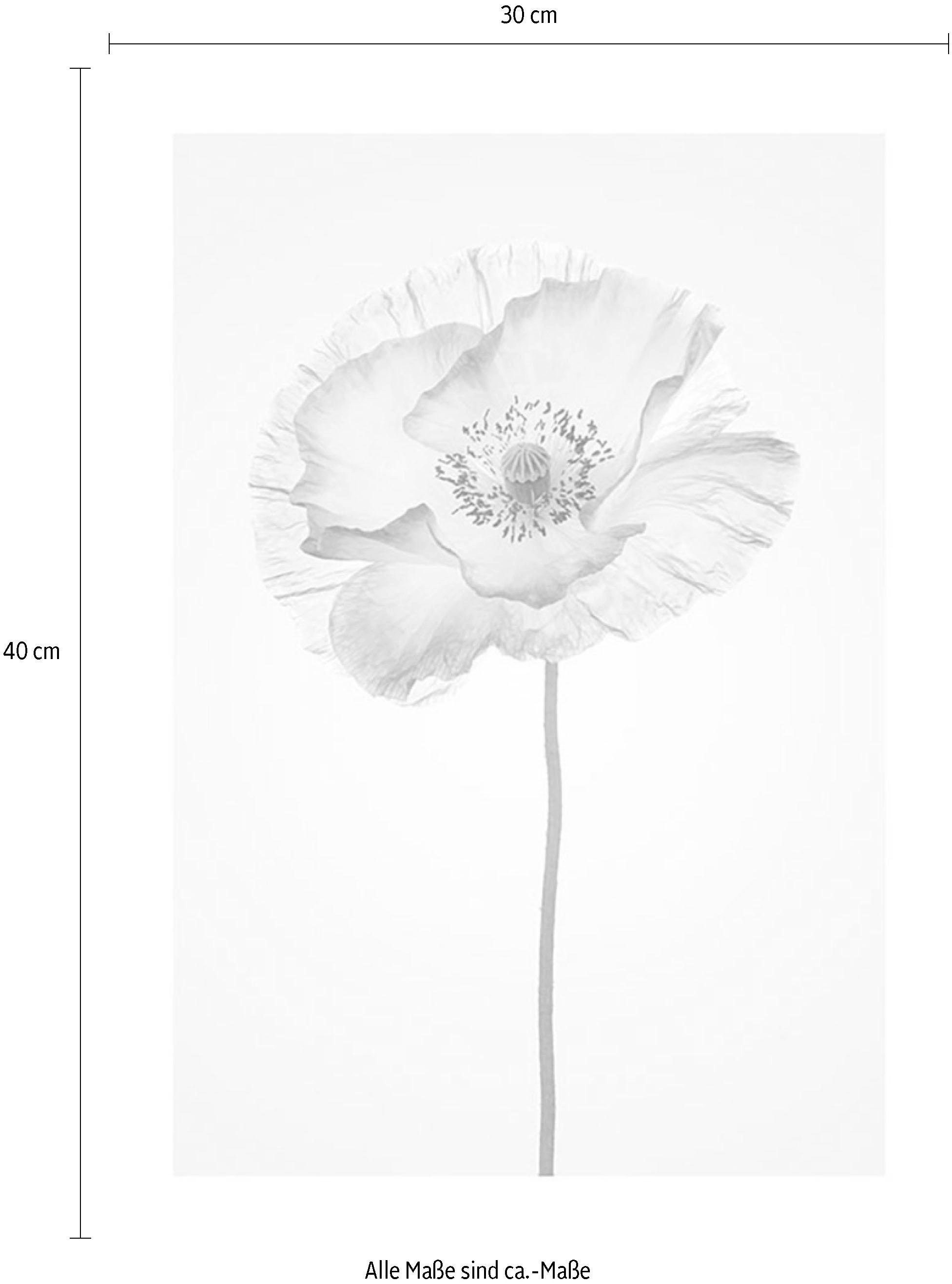 Komar Bild »Poppy«, Blumen, (1 St.), Wandbild zur Dekoration - ohne Rahmen