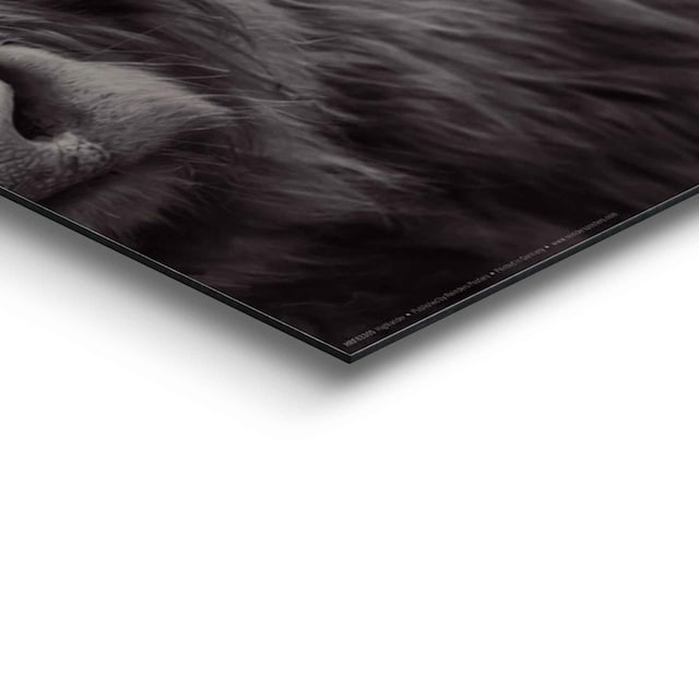 Reinders! Wandbild »Wandbild Highlander Bulle Tiermotiv - Nahaufnahme -  Hochlandrind«, Kuh, (1 St.) kaufen | BAUR