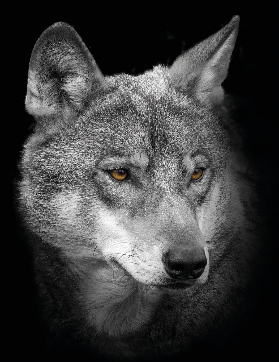 Leinwandbild »Wolf«, (1 St.)