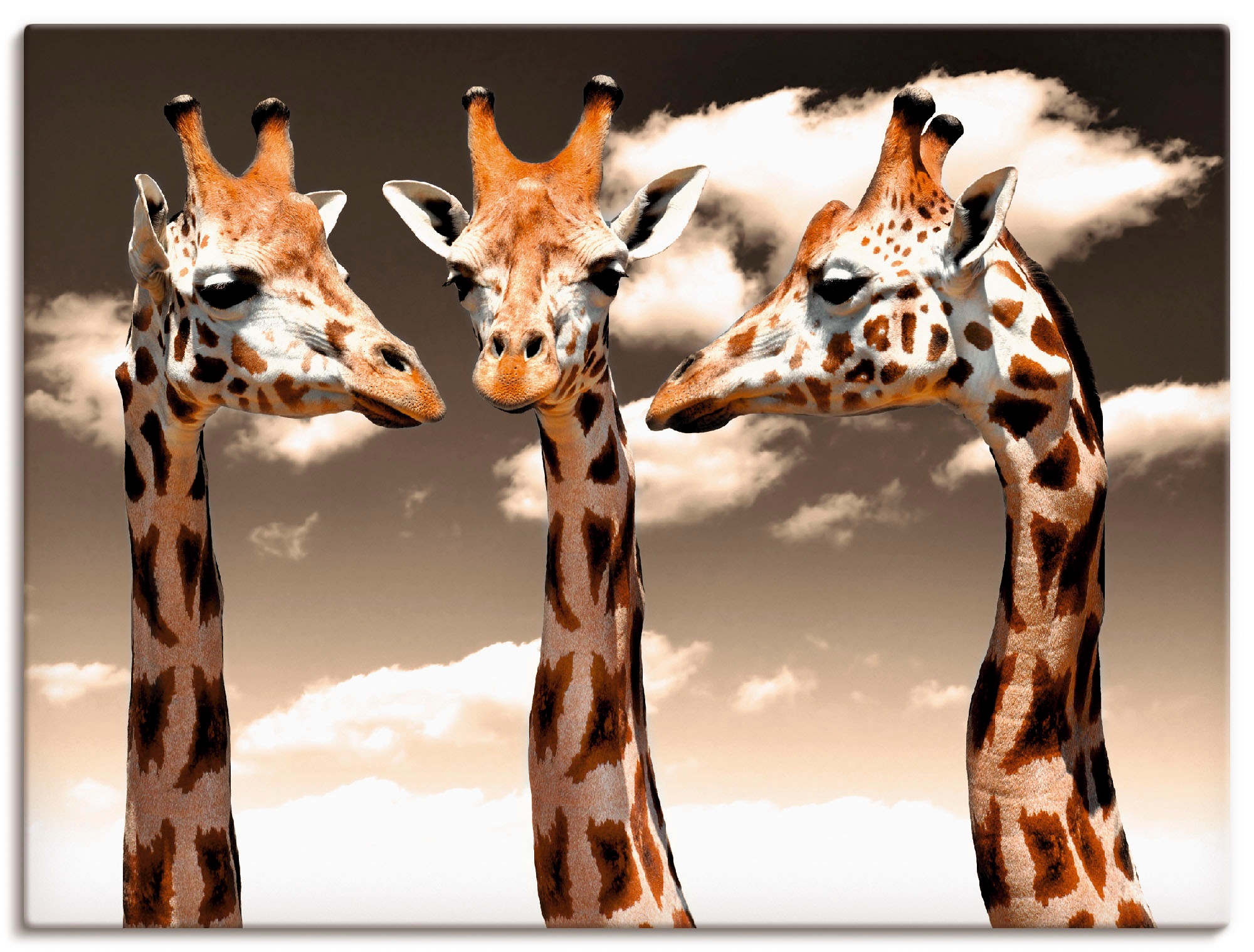 | Wandbild Wildtiere, in Größen Friday Leinwandbild, als Black BAUR »Giraffe_sepia«, Wandaufkleber Alubild, Artland oder Poster St.), (1 versch.