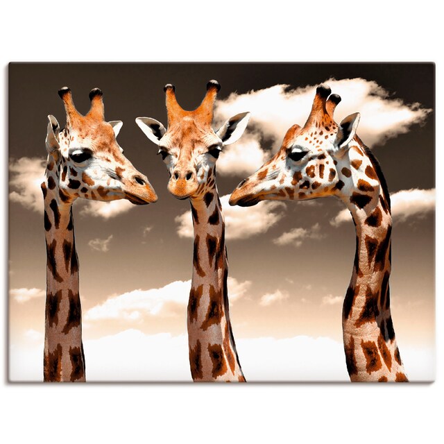 Black Friday Artland Wandbild »Giraffe_sepia«, Wildtiere, (1 St.), als  Alubild, Leinwandbild, Wandaufkleber oder Poster in versch. Größen | BAUR