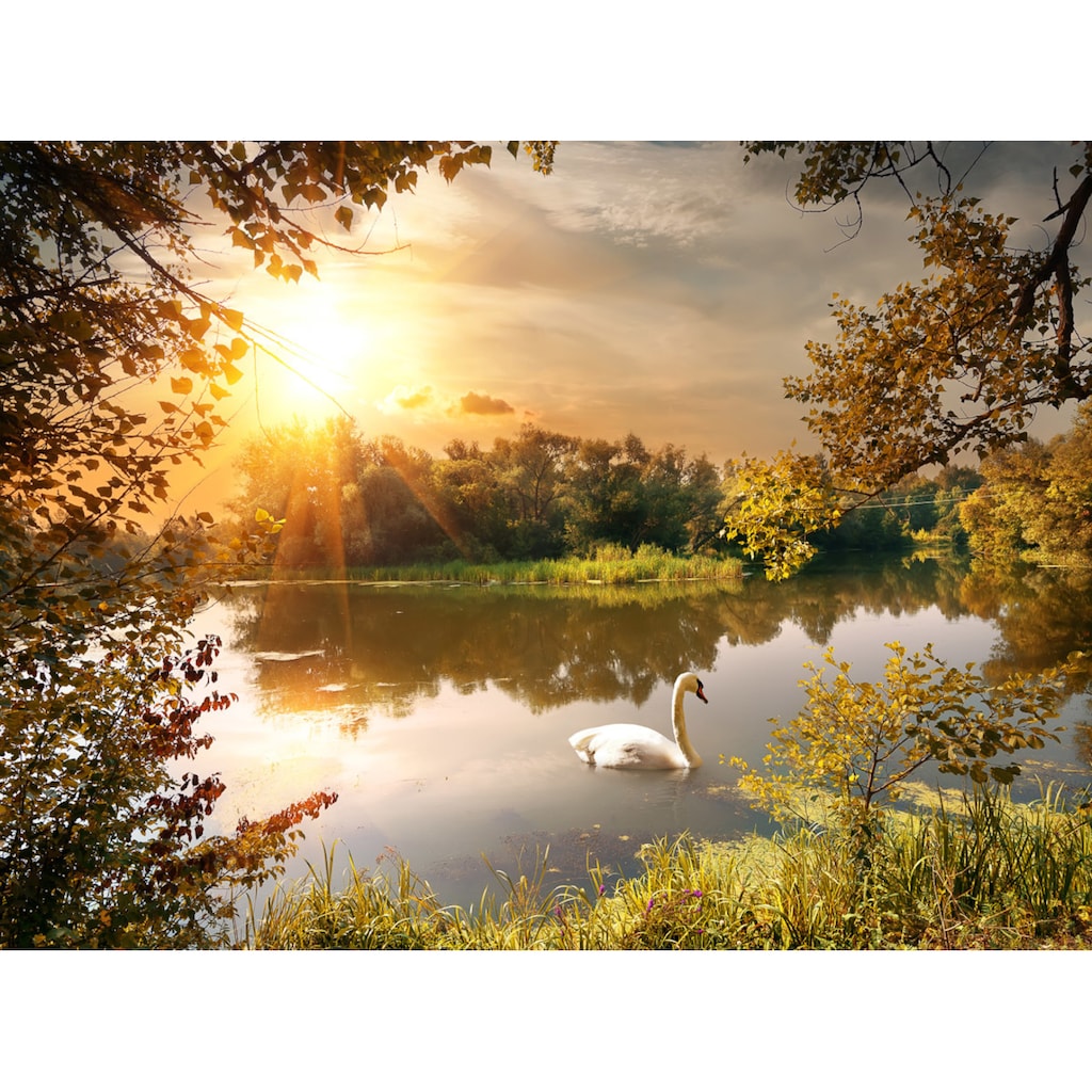 Papermoon Fototapete »Schwan am Teich«