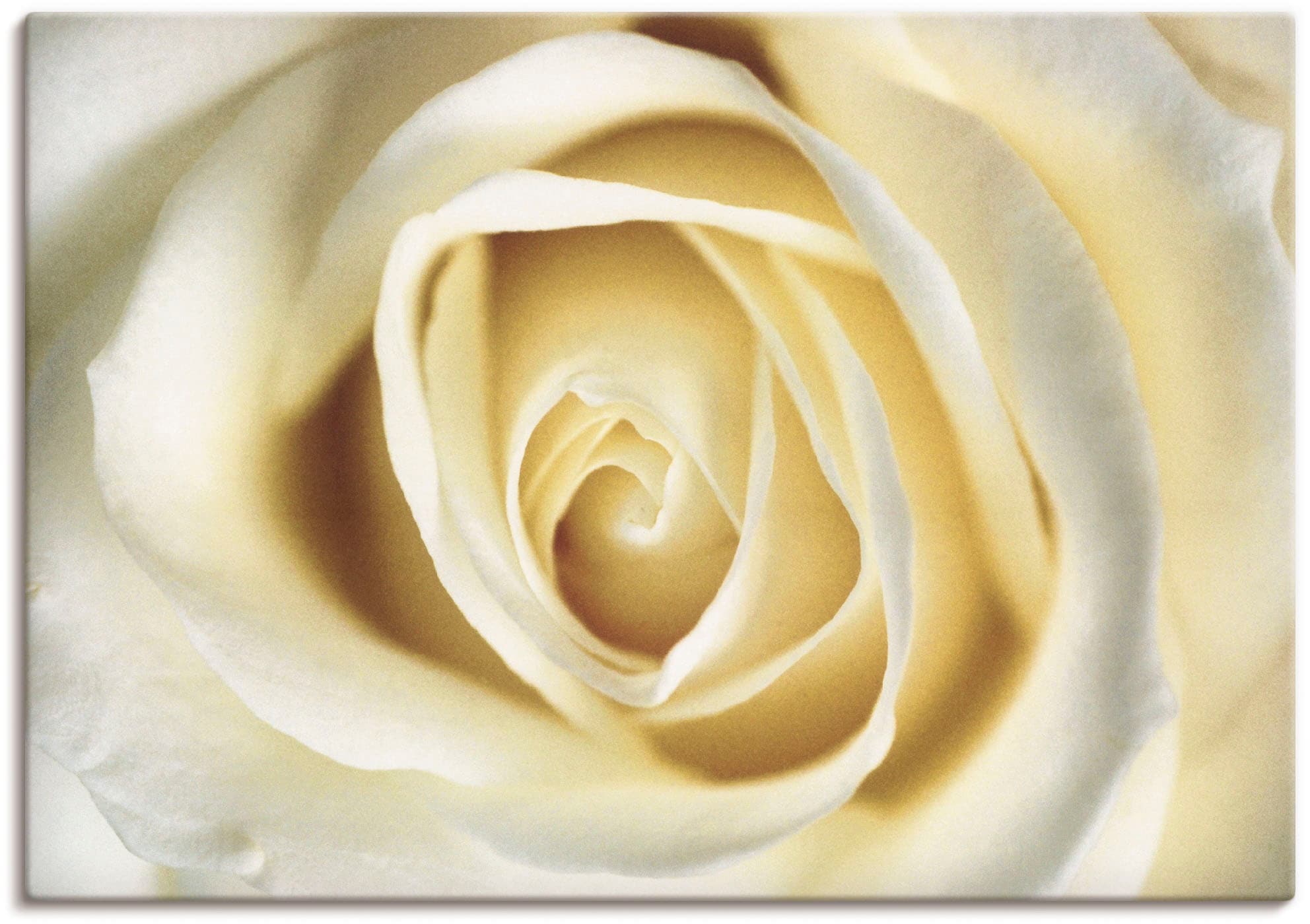 Artland Wandbild »Weiße Rose«, Blumen, (1 St.), als Alubild, Leinwandbild,  Wandaufkleber oder Poster in versch. Größen bestellen | BAUR