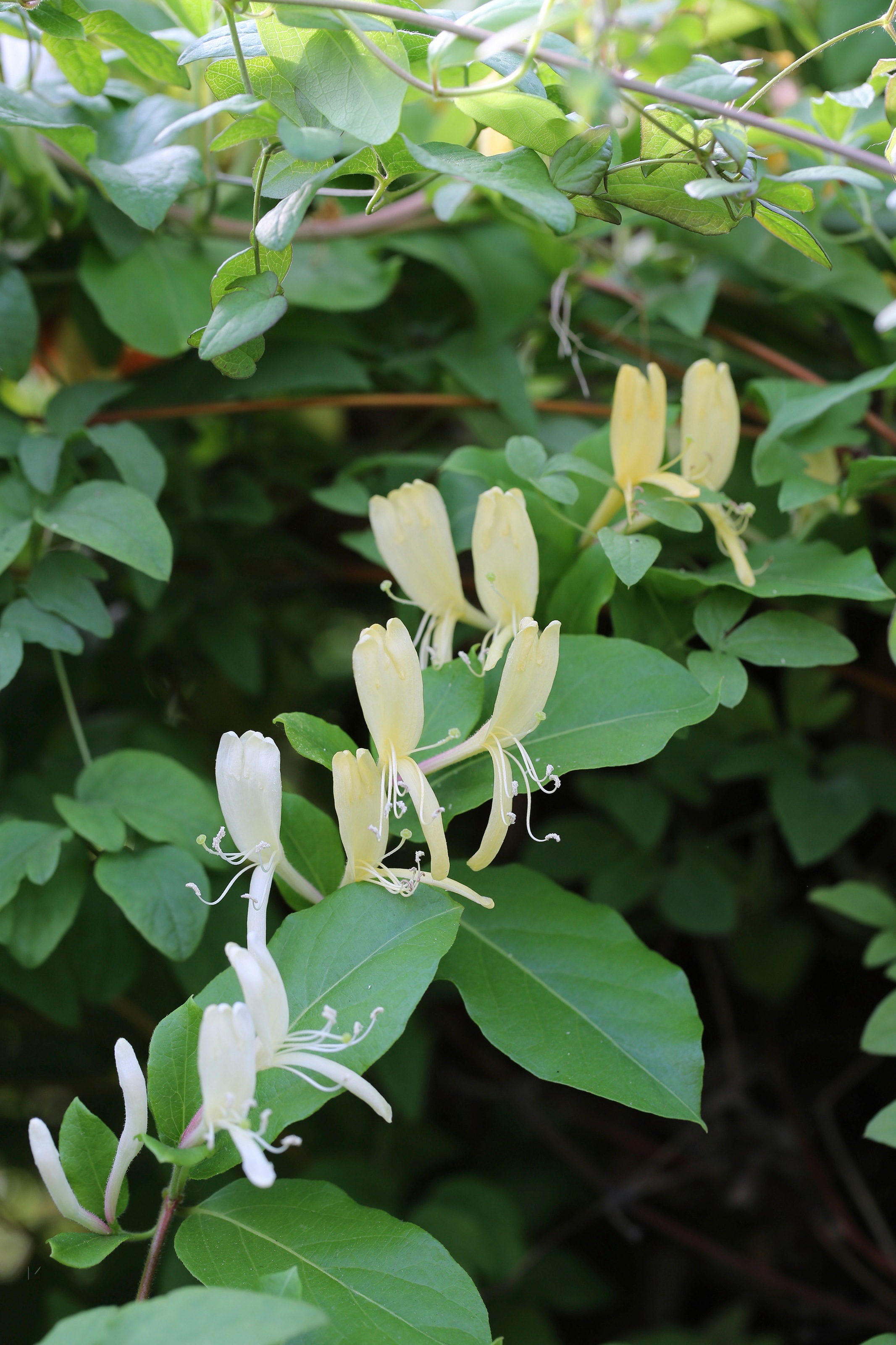 BCM Kletterpflanze »Geißblatt 'Halliana'«, (3 St.), Höhe: 40-60 cm, 3 Pflanzen kaufen