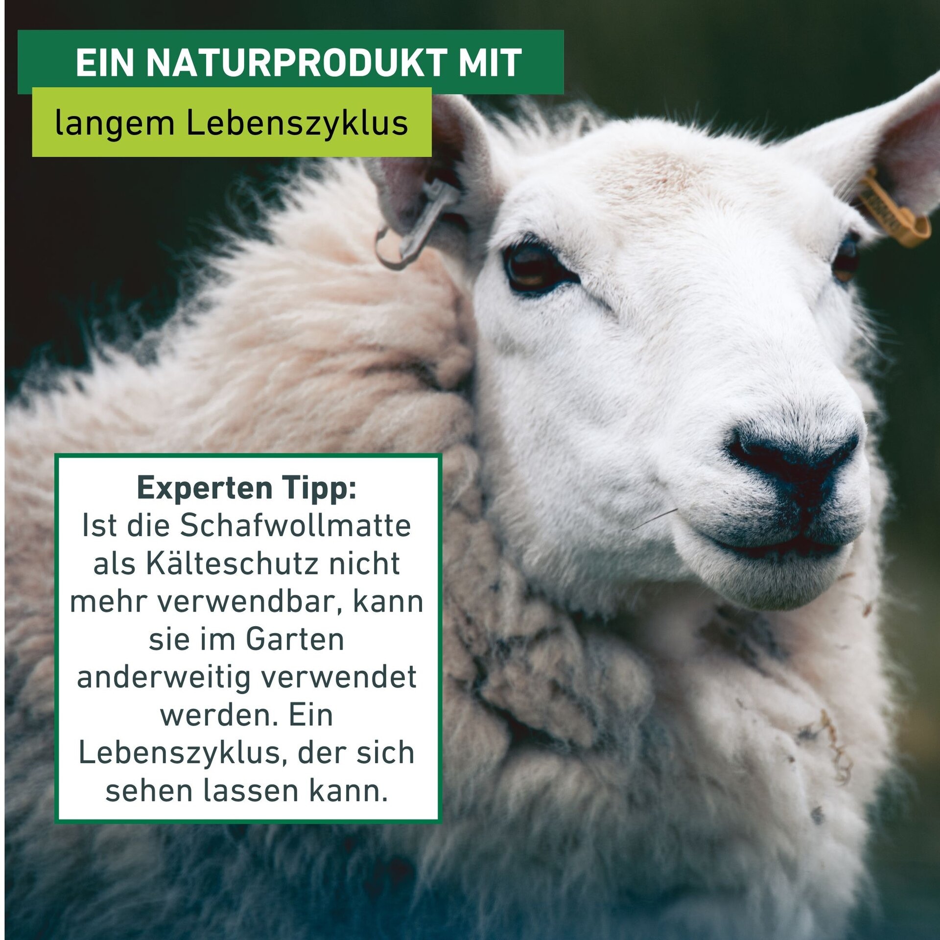 Windhager Winterschutzvlies »aus Schafwolle, Filzmatte für Pflanzen, Kälteschutz und Unkrautschutz« 1 Stk. tlg. Gartenvlies erhältlich in unterschiedlichen Größen