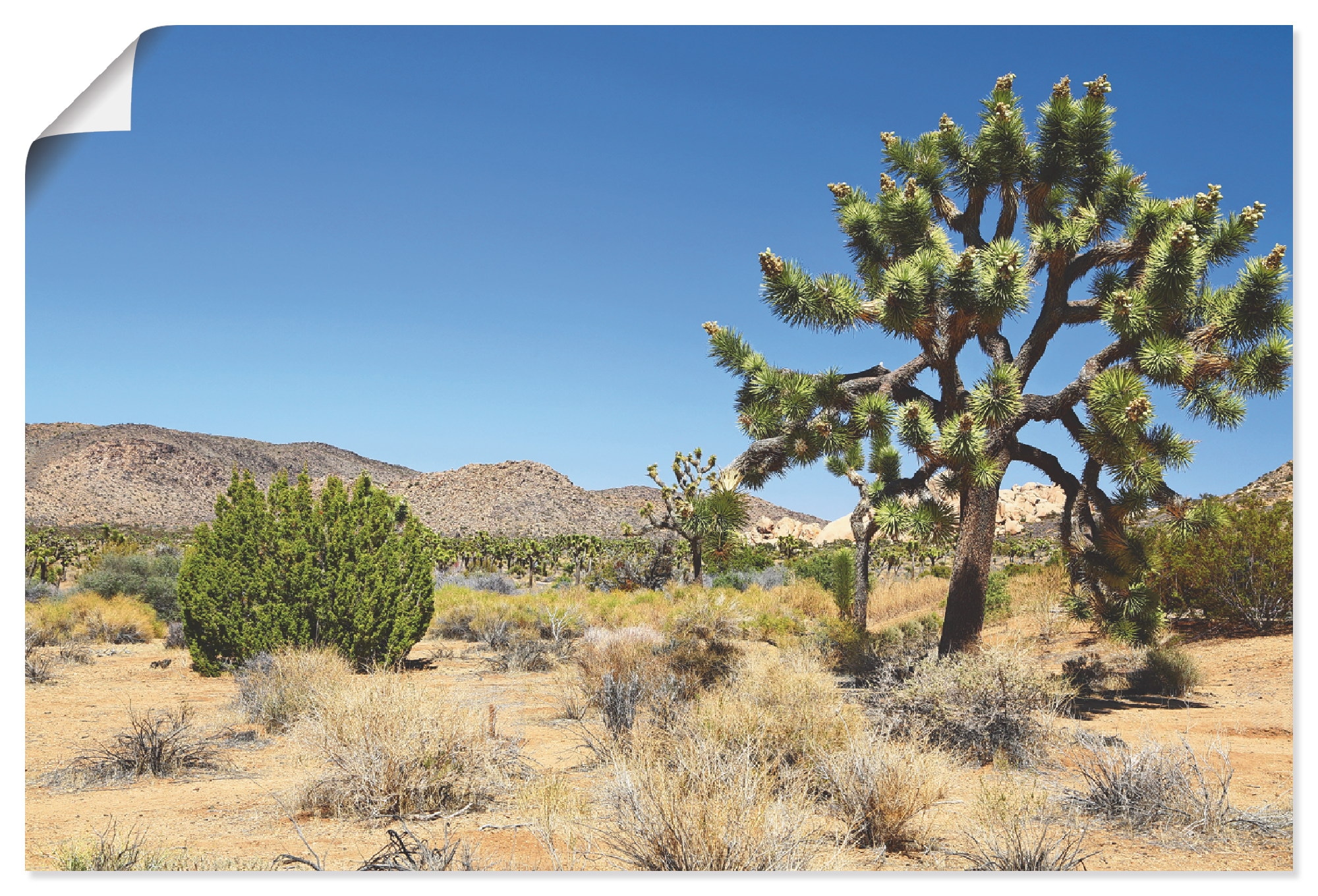 Artland Wandbild Tree »Joshua Wüste der bestellen Poster BAUR (1 I«, als in oder Größen Wüste, St.), versch. Leinwandbild, Wandaufkleber in | Mojave Alubild