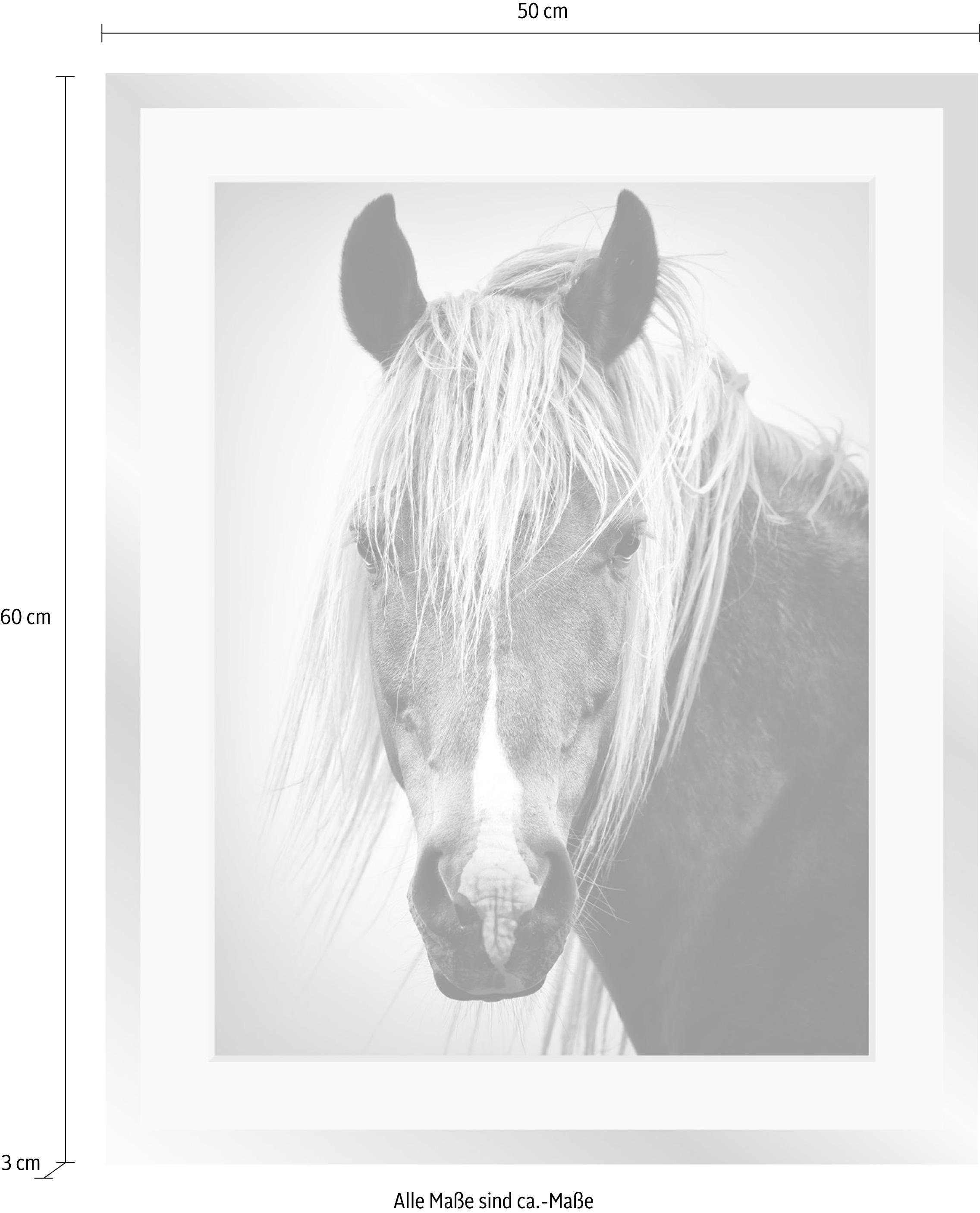 queence Bild »Pferdekopf«, Schwarz-Weiß-Tiere-Pferde-Pferdebilder-Gesicht, HD Premium Poster-Druck inkl. Holzrahmen in schwarz