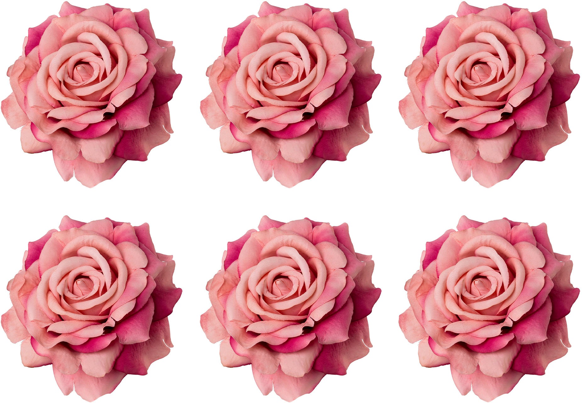 Rosen online ▷ Schöne kaufen BAUR Rechnung auf | Rosen