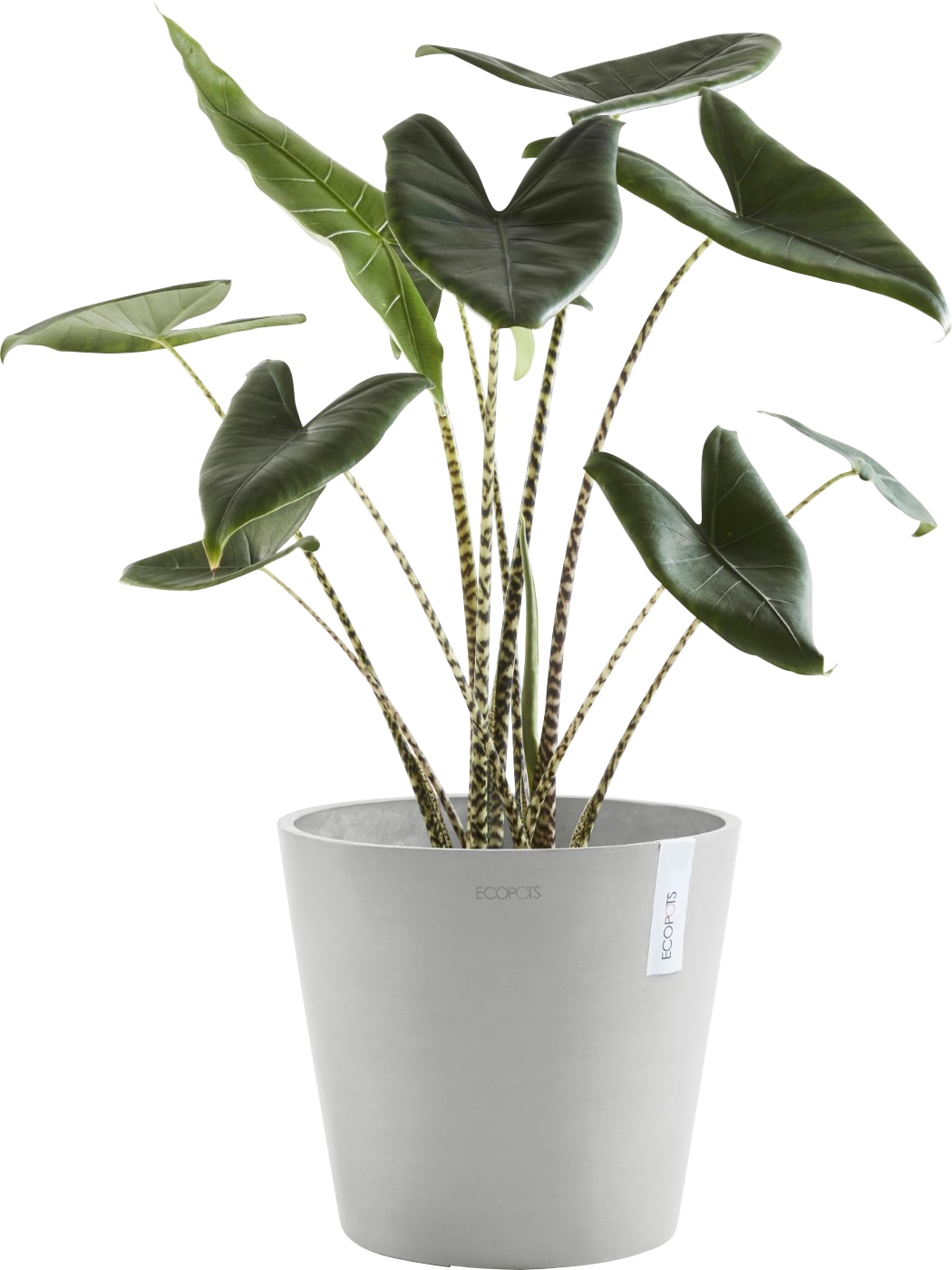 Grey«, cm, Blumentopf 40x40x35 White | Wasserreservoir ECOPOTS mit kaufen BxTxH: »AMSTERDAM BAUR