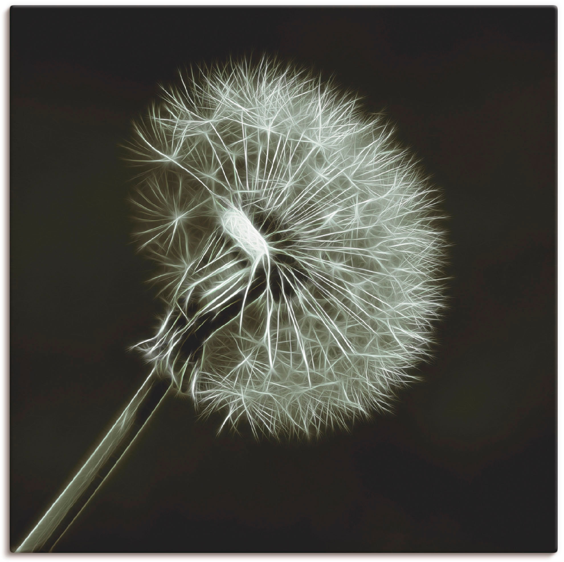 Artland Wandbild "Pusteblume", Blumen, (1 St.), als Leinwandbild, Poster in günstig online kaufen