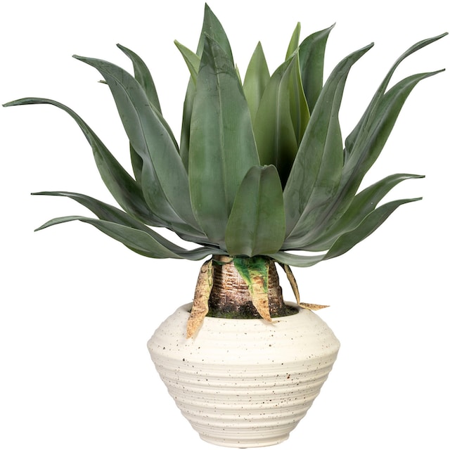 Creativ green Künstliche Zimmerpflanze »Agave americana«, in Keramikschale  bestellen | BAUR