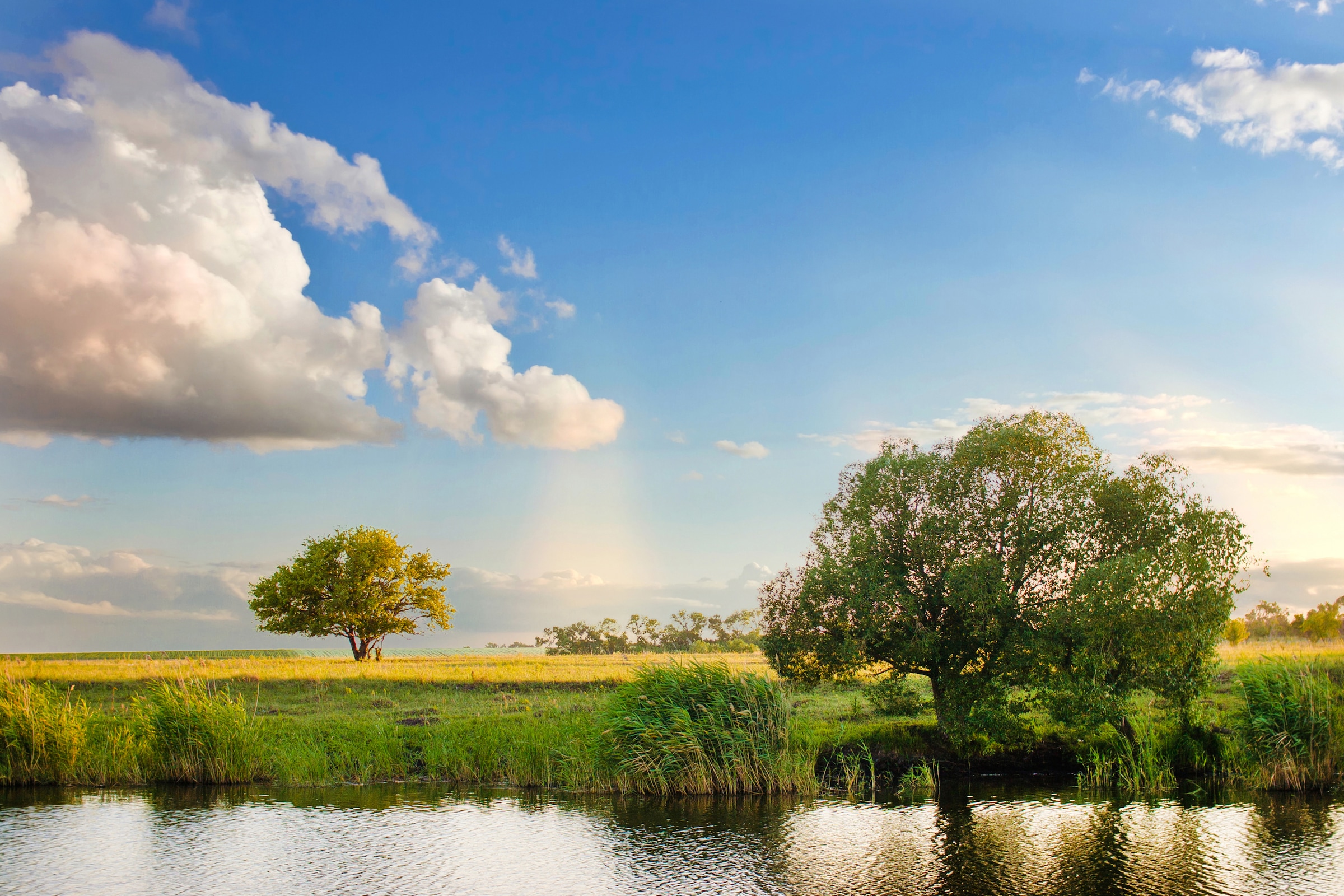Papermoon Fototapete "River Tree Landscape" glatt