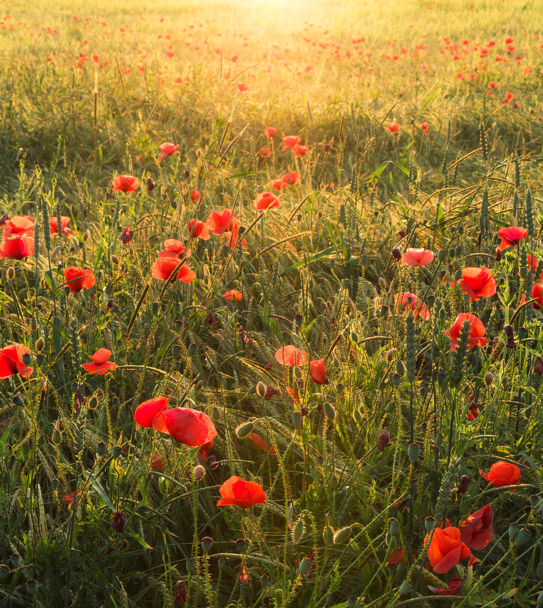 Komar Vliestapete "Poppy World", 250x280 cm (Breite x Höhe), Wohnzimmer, Schlafzimmer