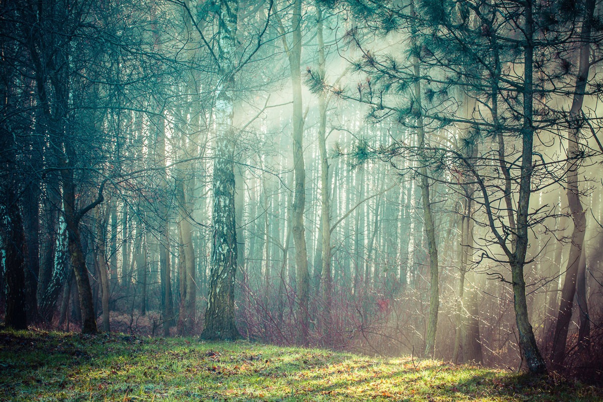 Papermoon Fototapete "Wald"