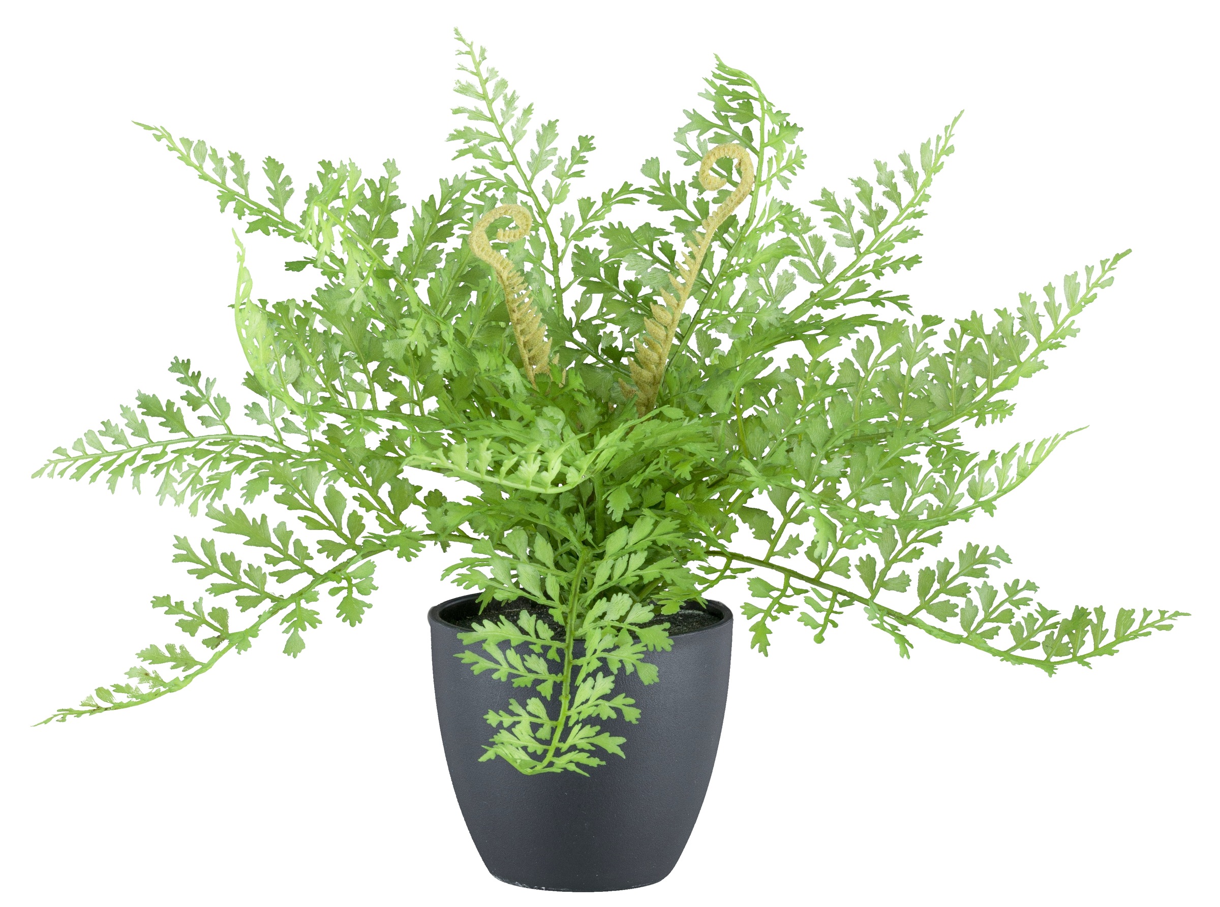 Creativ green Kunstpflanze »Farn«, mit naturgtreuen Farnwedeln