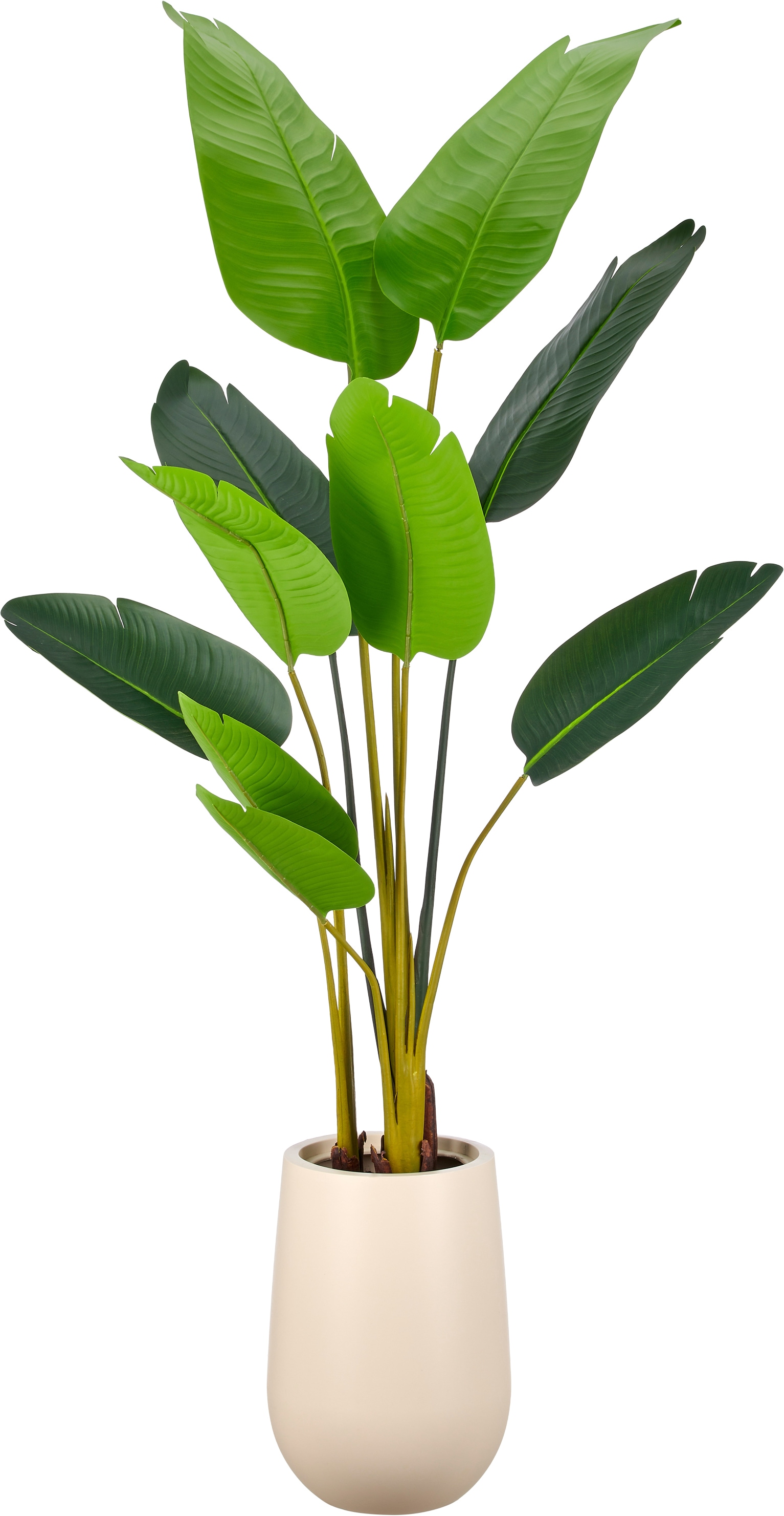 Creativ green Kunstpflanze "Strelitzia nicolai" in beeindruckender Größe