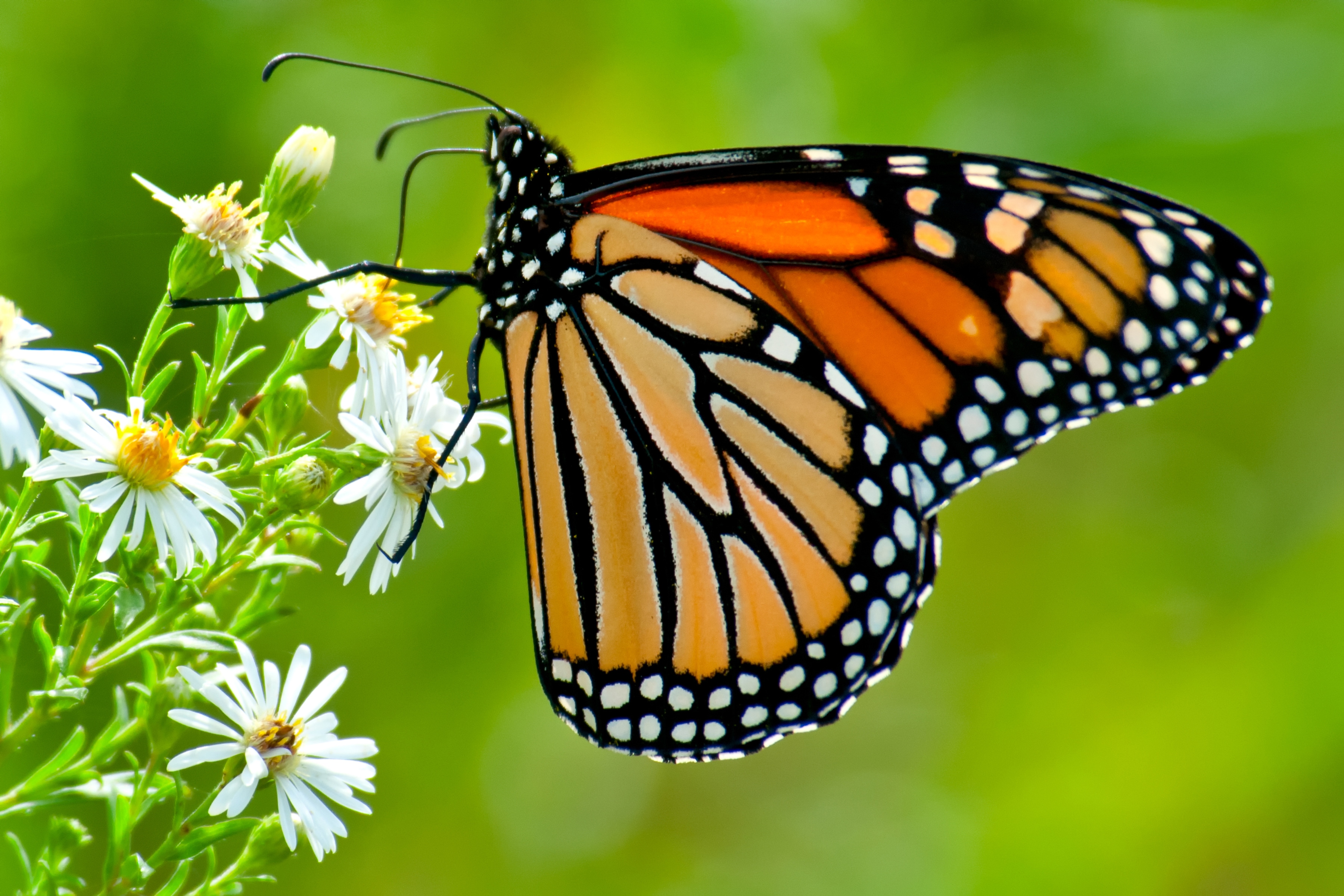 Papermoon Fototapete "Monarch Butterfly" glatt