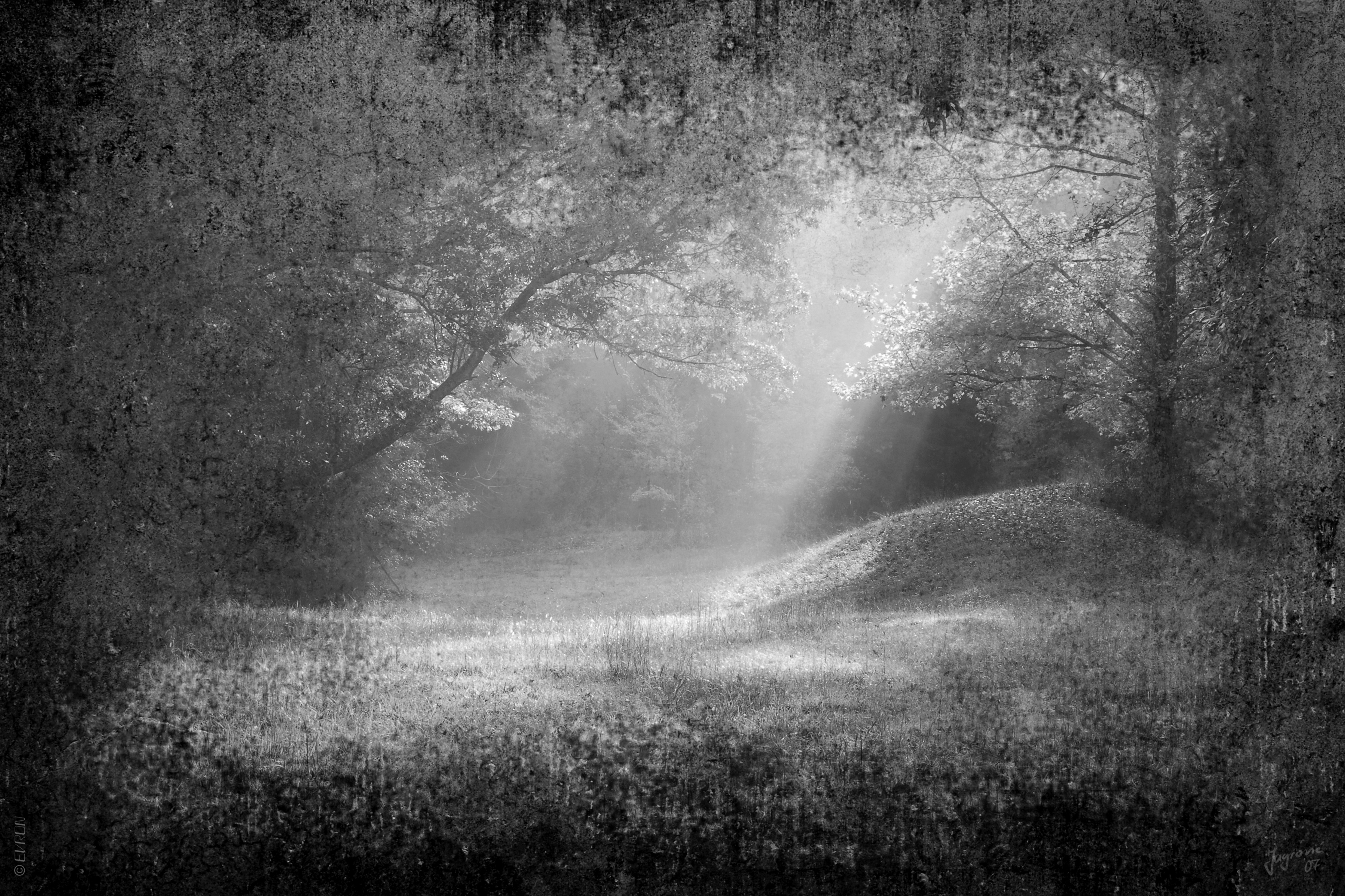 Papermoon Fototapete "Wald Schwarz & Weiß"