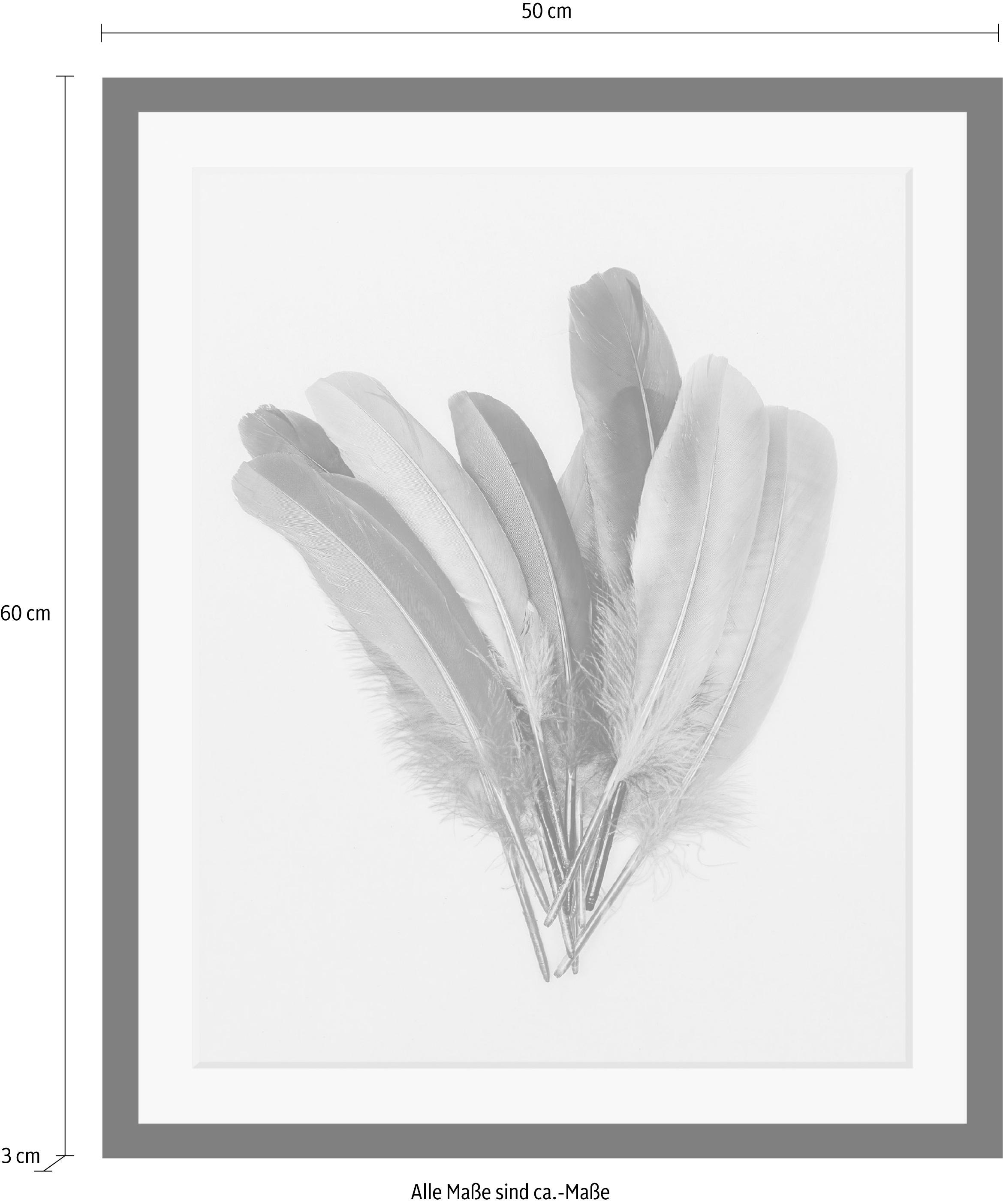 queence Bild »Federn«, Federn-Kunst, HD Premium Poster-Druck inkl. Holzrahmen