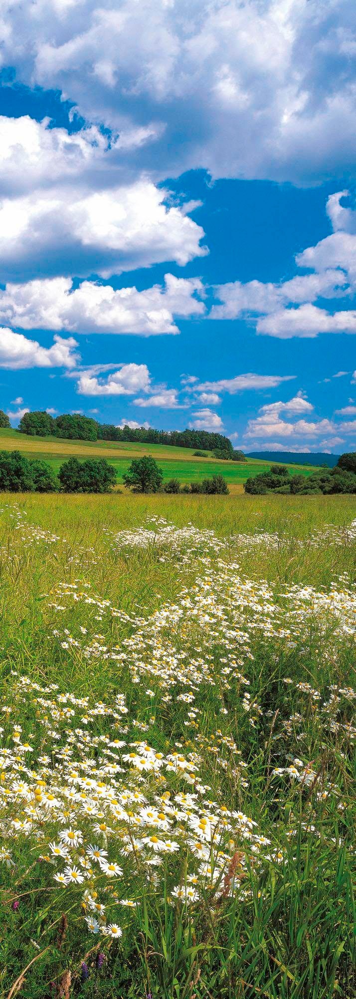 Komar Vliestapete "Digitaldruck Vlies - Meadow - Größe 100 x 280 cm", bedruckt, Wohnzimmer, Schlafzimmer