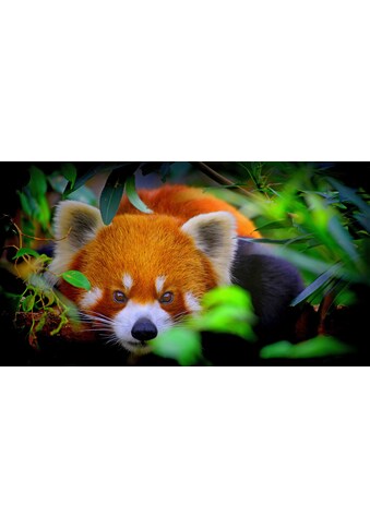 Papermoon Fototapetas »Rotes Panda-Porträt«