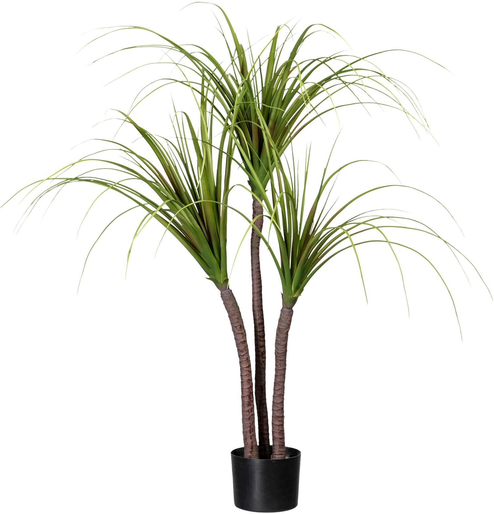 kaufen Künstliche BAUR Zimmerpflanze green | Creativ »Drachenbaum«