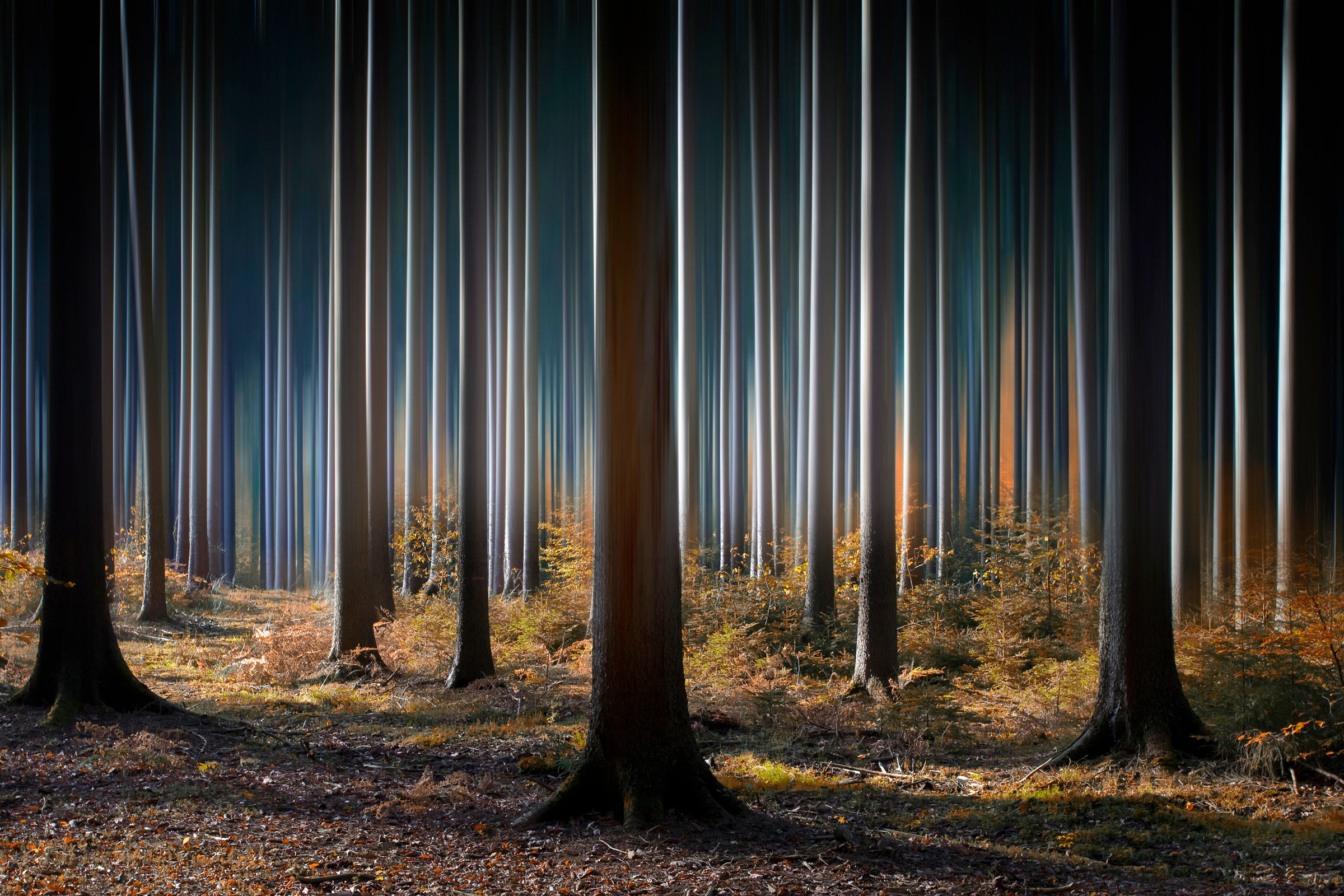 Papermoon Fototapete "Photo-Art CARSTEN MEYERDIERKS, MYSTISCHER WALD"